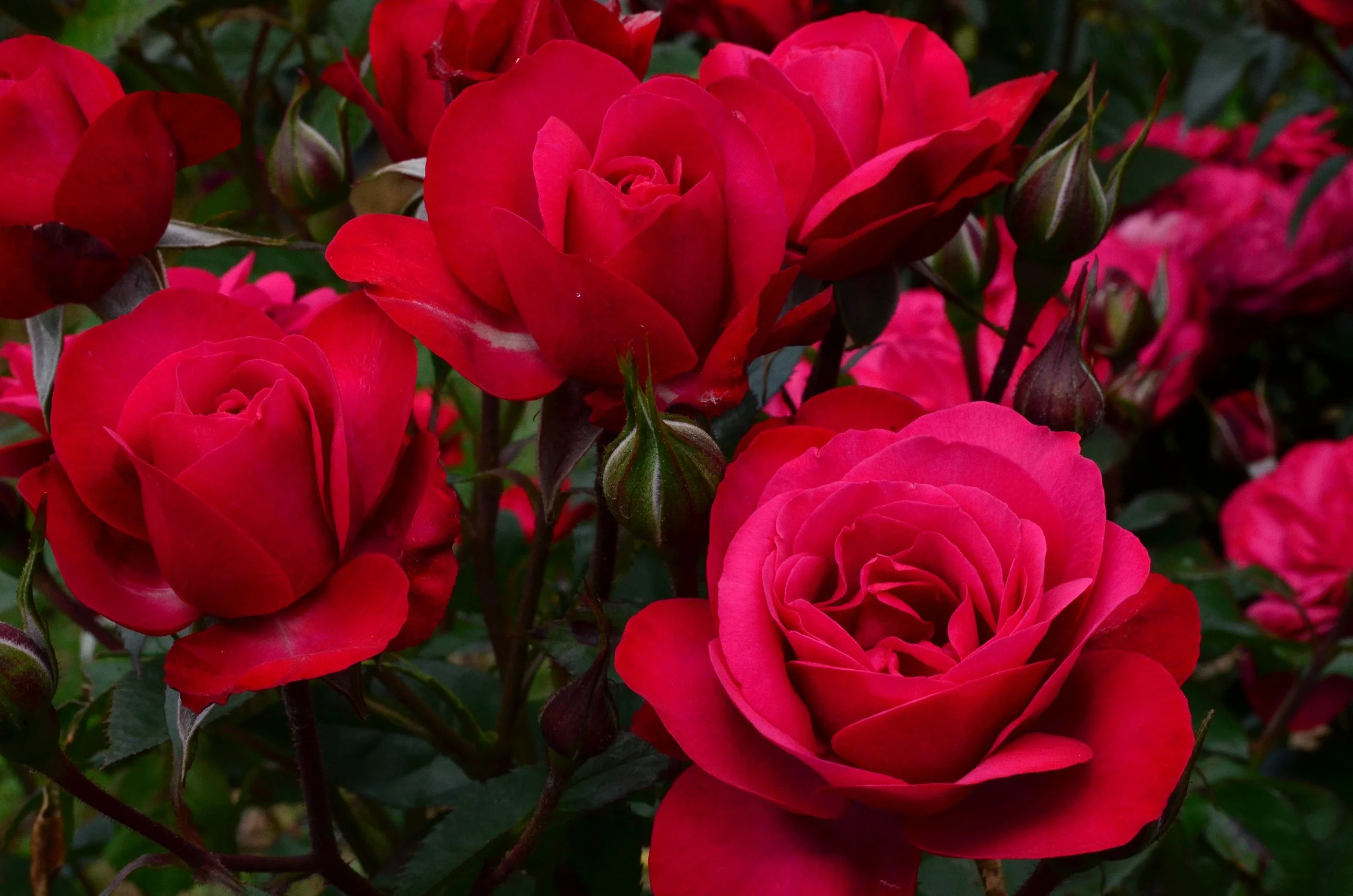 High Fashion (SOMbousen)