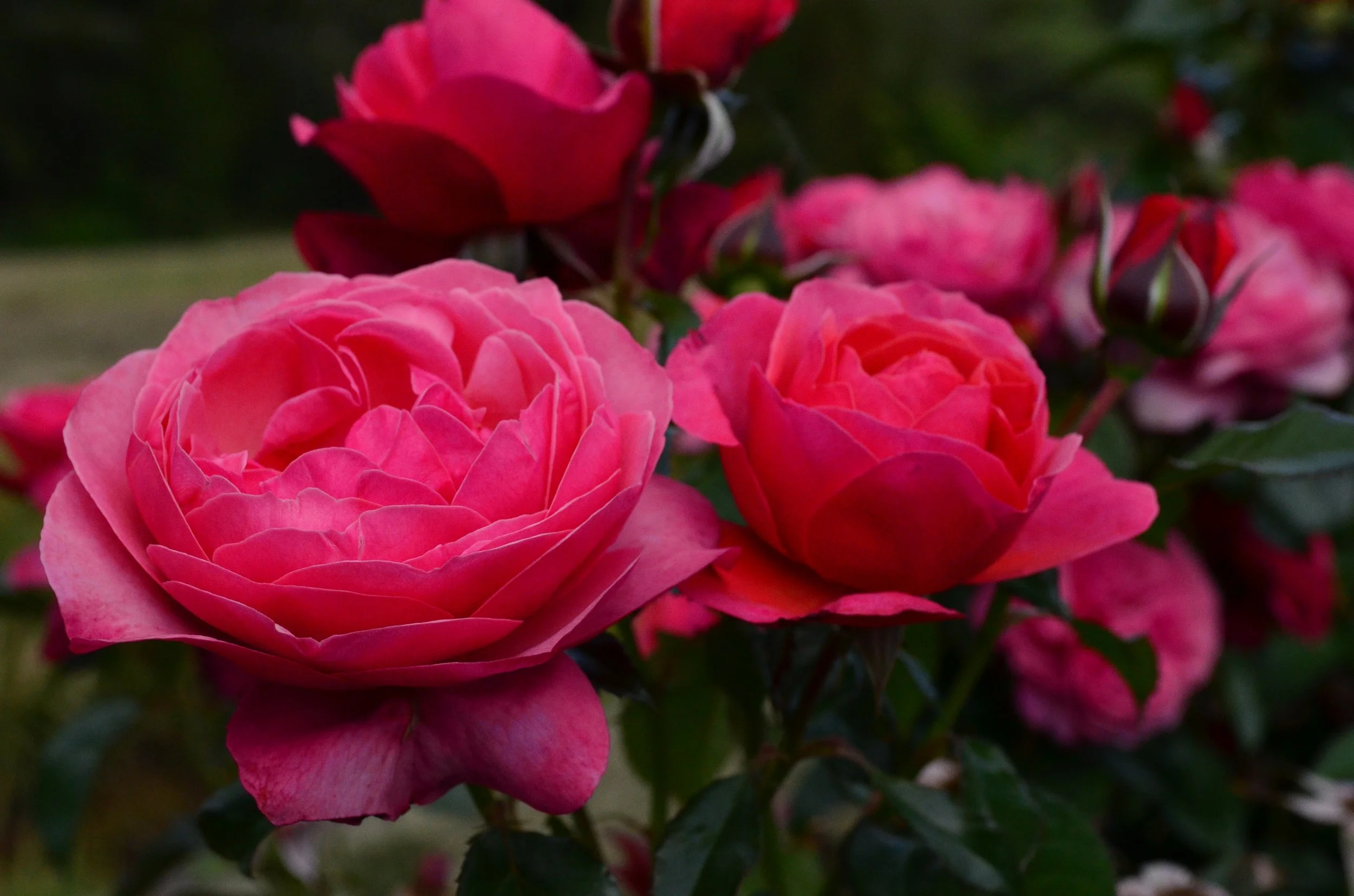 French Connection (SOMteenink)