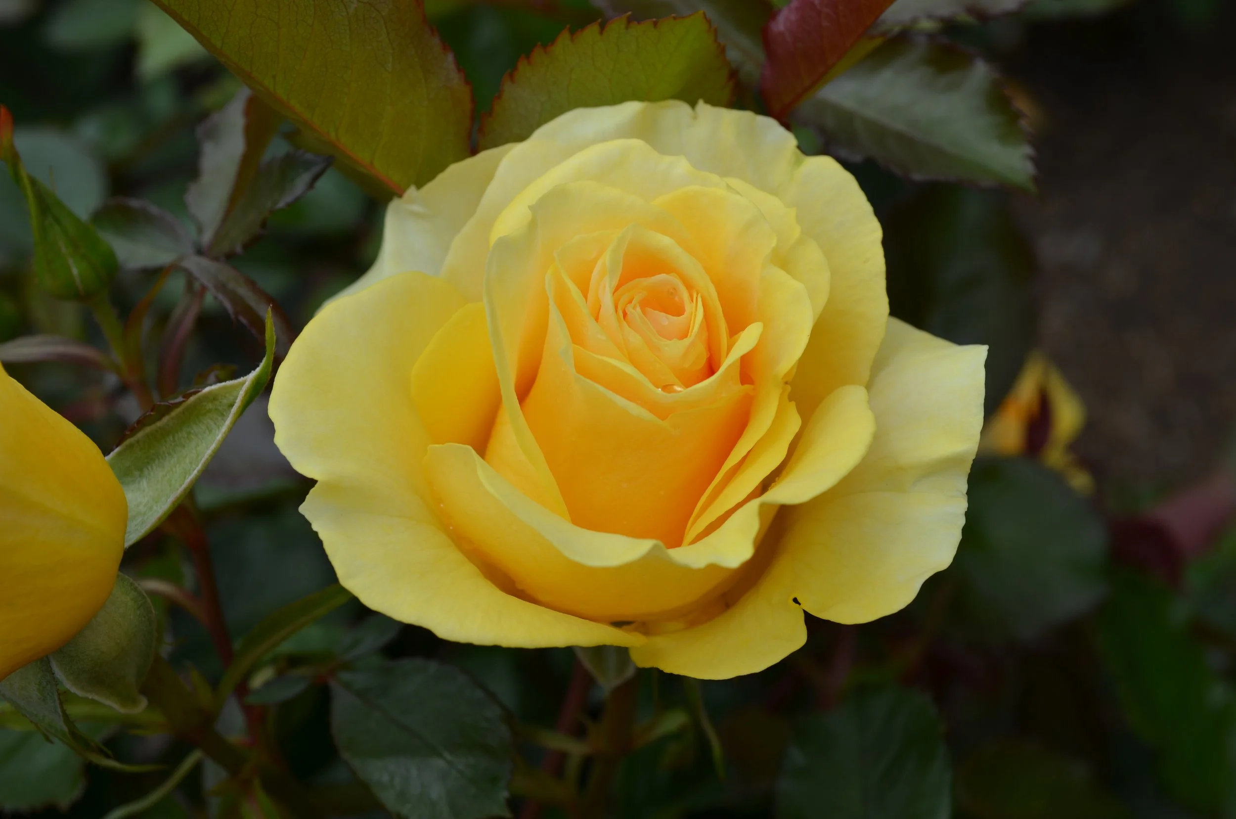 Endless Summer — Rob Somerfield Roses