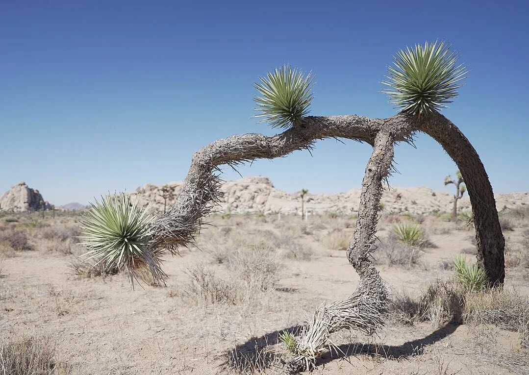 Some images from my trip to Joshua Tree National Park. 

#joshuatree  #fe20mmf18g #sonya7ii 
#desert #landscapephotography