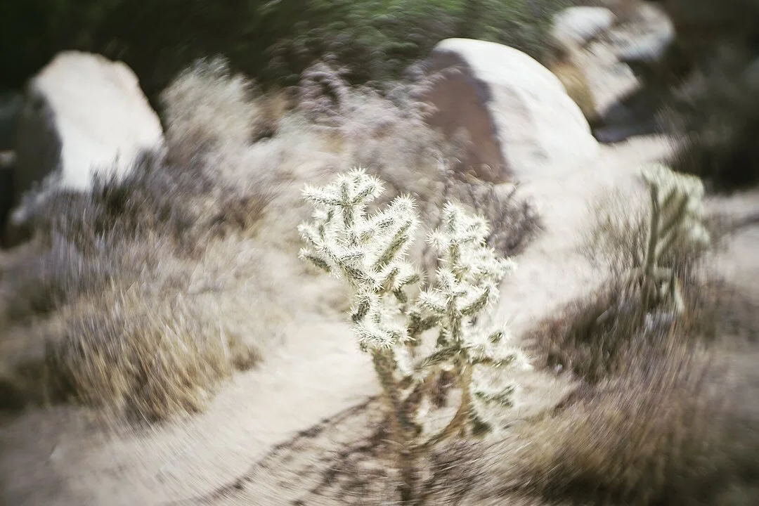 More shots from Joshua Tree National Park. The subject here is the Chollas Cactus. First image taken with Lomography Petzal 55 f1.7 and the second image taken with the Sigma 65 f 2 Dg Dn lens.

#joshuatree  #sigma65mmf2  #petzval  #lomography #landsc