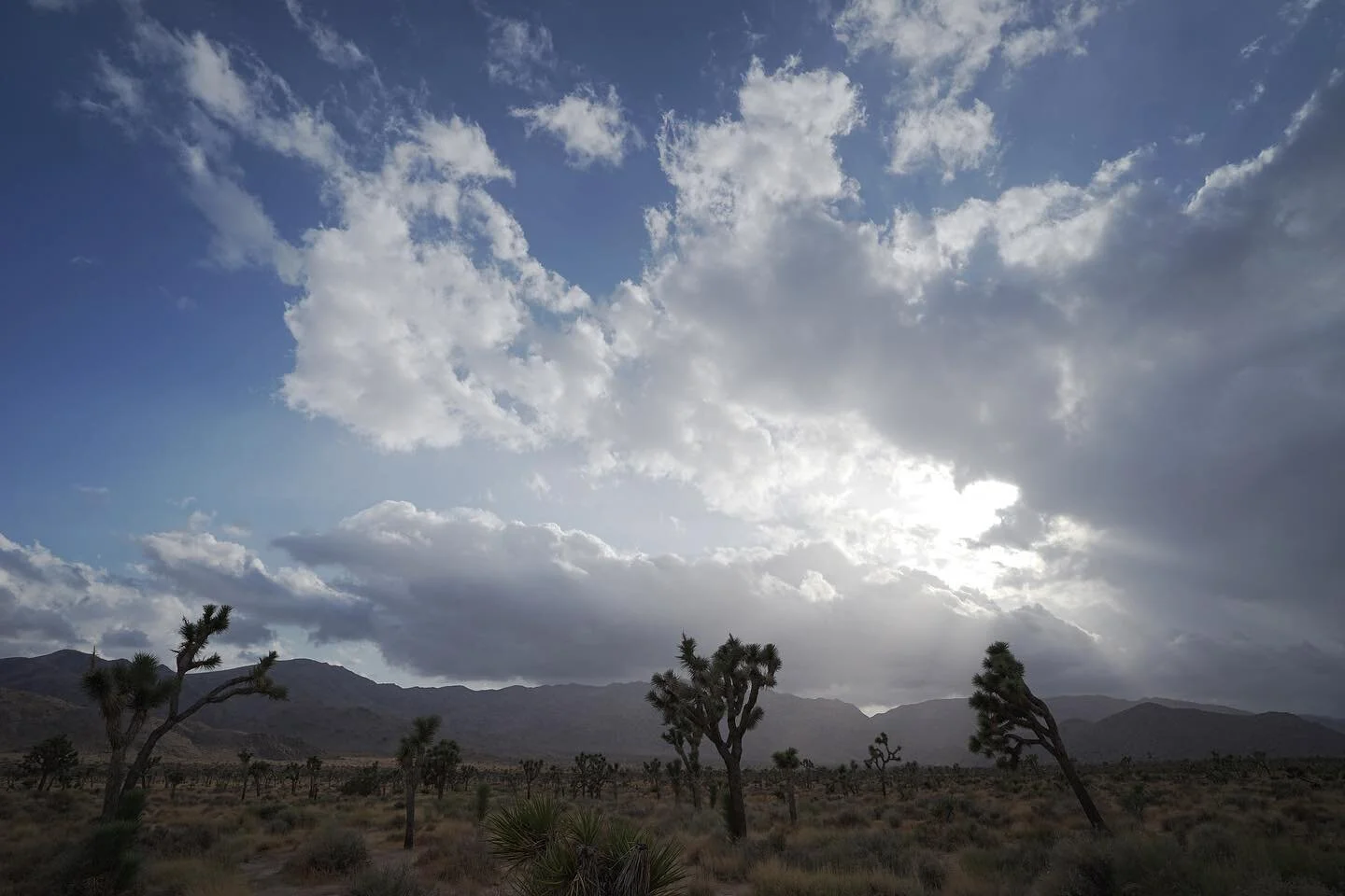 More pictures from my trip from Joshua Tree. Shot with Sony FE 20 f1.8 G lens.
#joshuatreenationalpark  #desert #sony20mmf18  #landscapephotography #desertsky