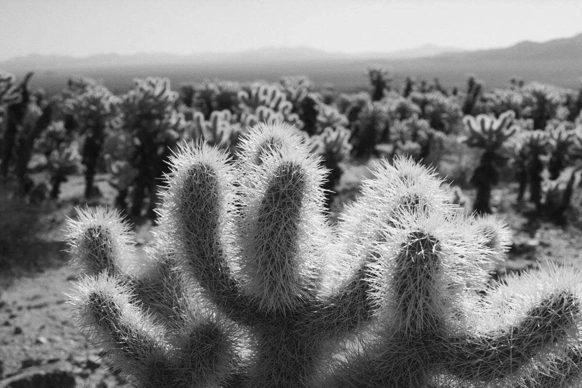 Cholla Cactus Garden in Joshua Tree. National Park. These images shot on CineStill 800T color film and scanned and converted to black and white.
Pentax LX with smc 50 f1.2
 

#bnwphotography #cinestill800t #filmphotography #filmisnotdead #joshuatreen