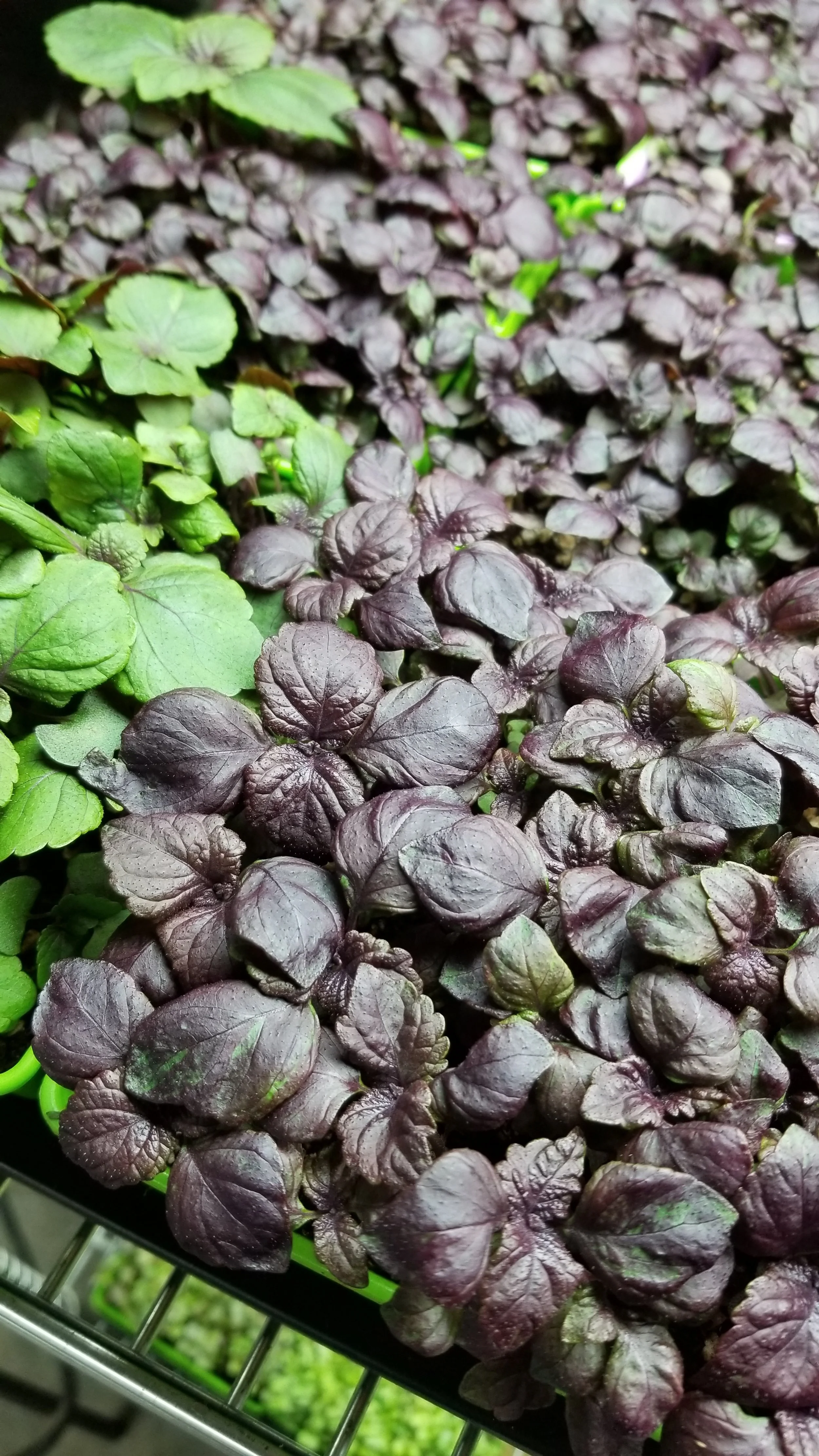 Microgreens for Chefs and Restaurants — Girly Girl Greens