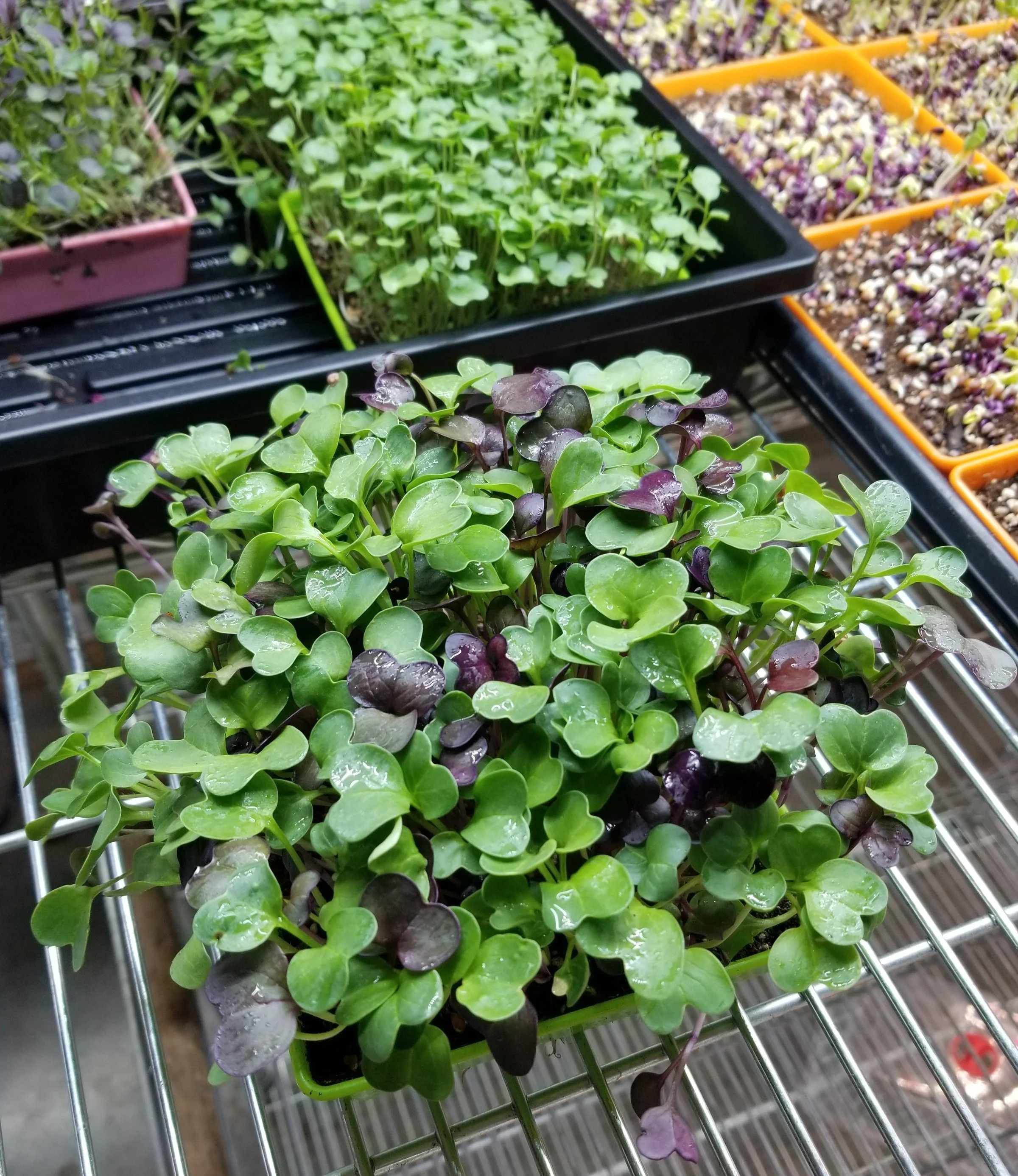 6 Easiest Microgreens To Grow At Home — Girly Girl Greens