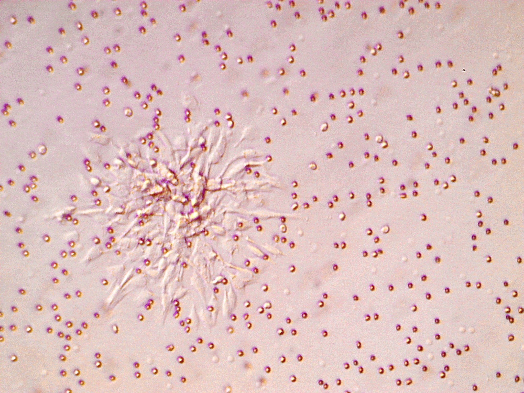Jiabao Li cell grow from menstrual blood.jpg