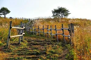 Mini Meadow w Fence.jpg