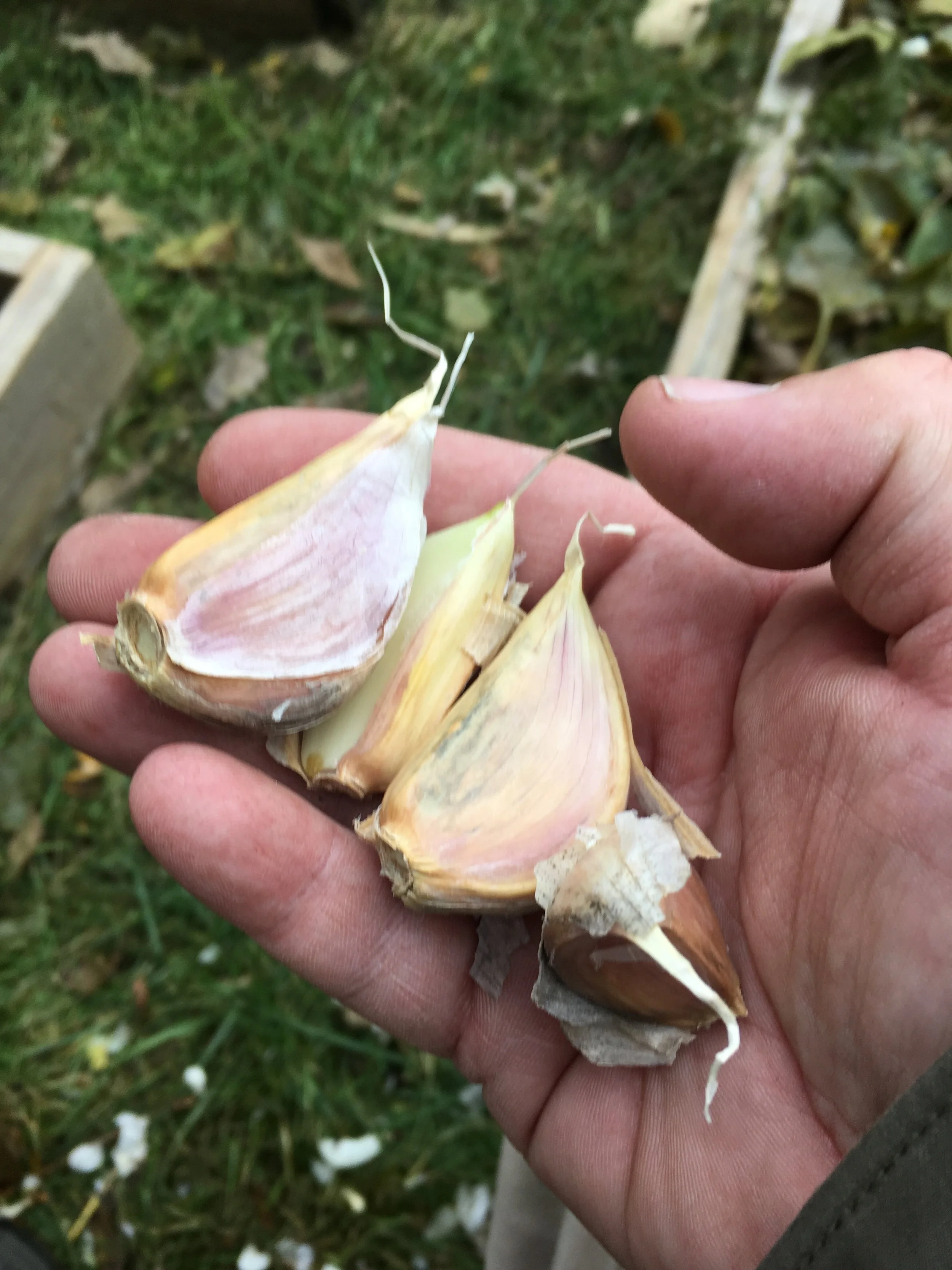 Garlic is in the Ground