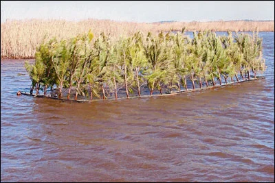 scissorrighuntingonthepamlicosound.jpg
