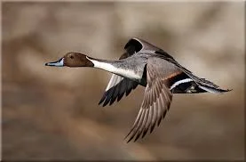 December Duck Hunt and Pretty Pictures for Your Brain