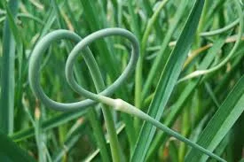 Image from GetGarlic.com