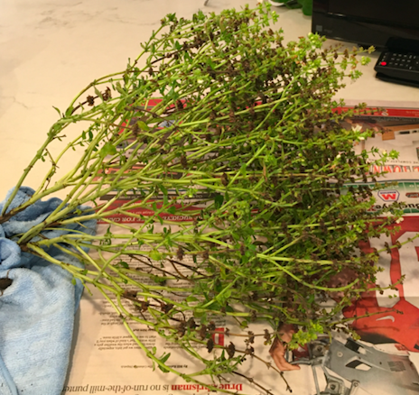 Basil Seed Harvesting