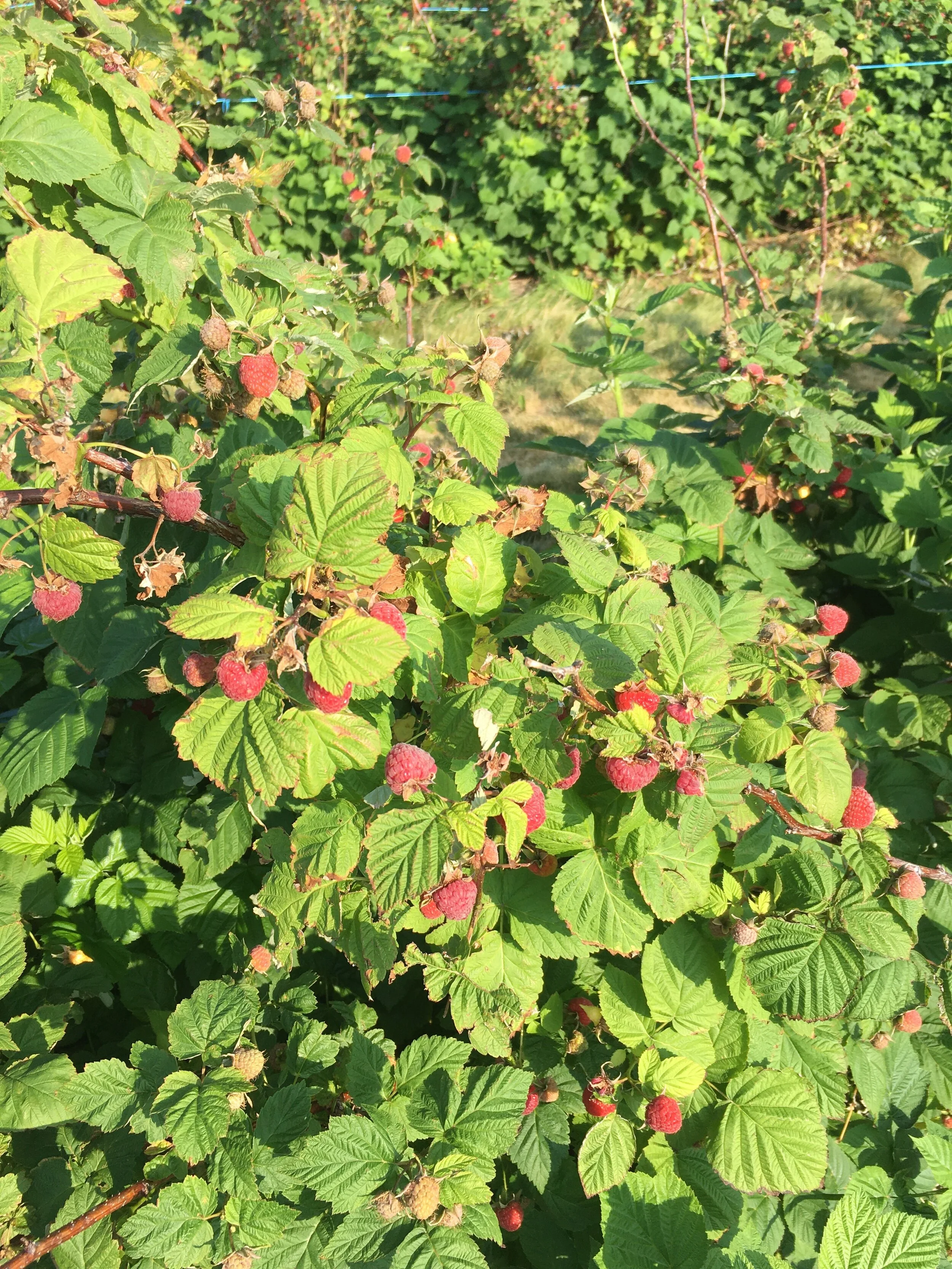 Red Raspberry Preserves