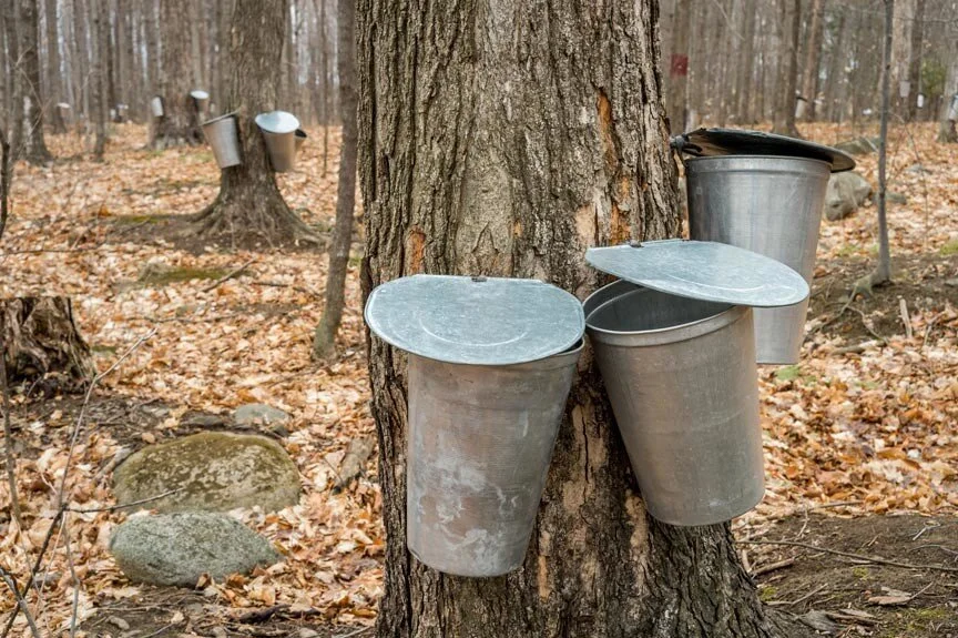 Maple Harvest Time... Almost