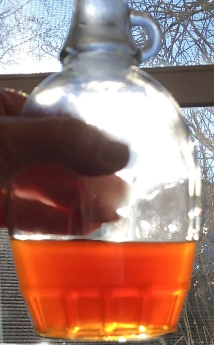 Making Maple Syrup
