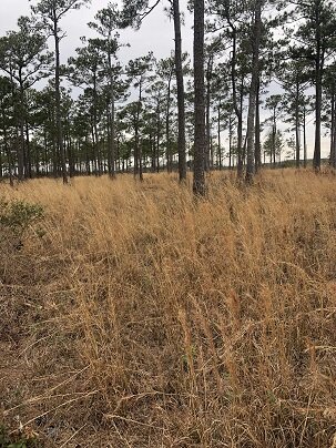 Quail Hunting Trip