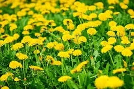 Dandelion Wine Time