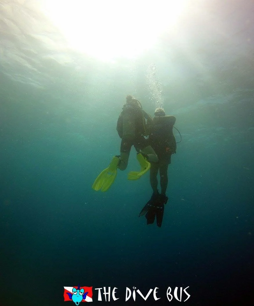 【Murmuring】紐約泳池旱鴨子潛水日記 