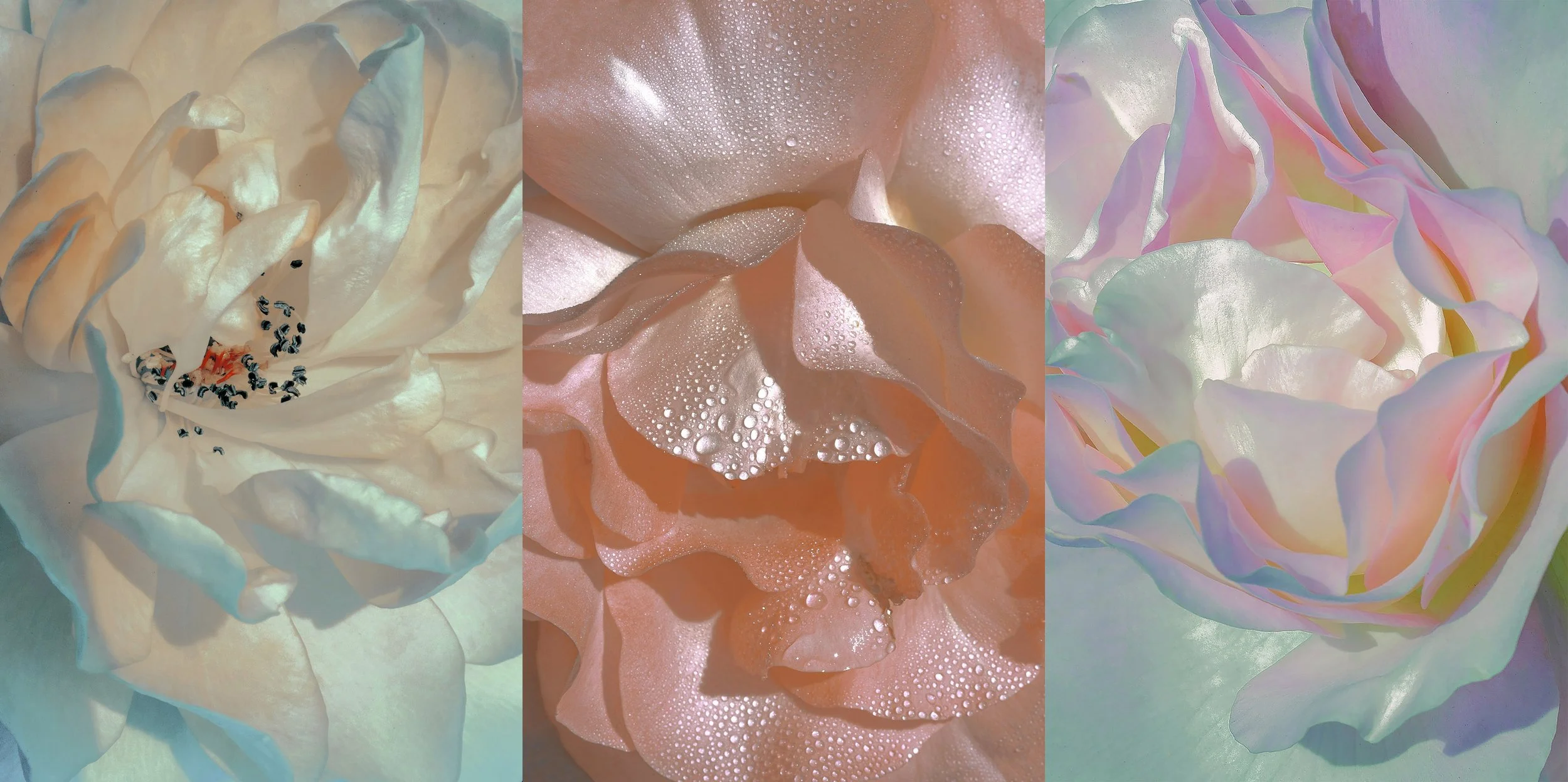 Artist Talk at Stories in Bloom, Filoli Gardens