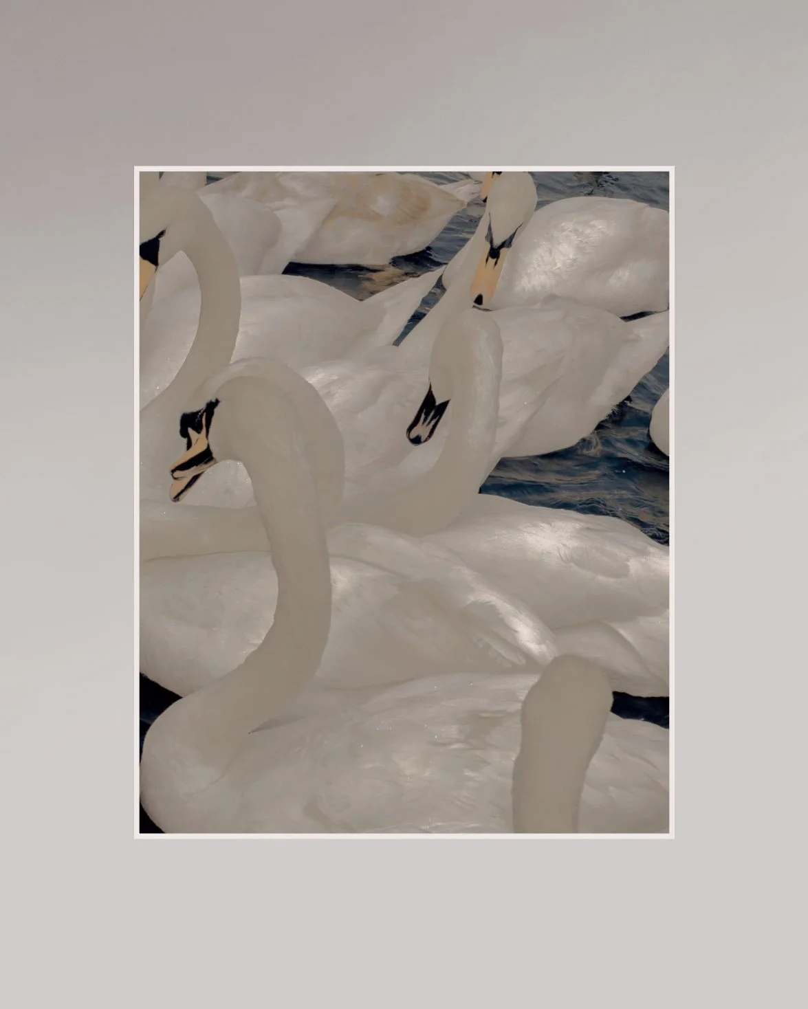 the_swans_display.jpg