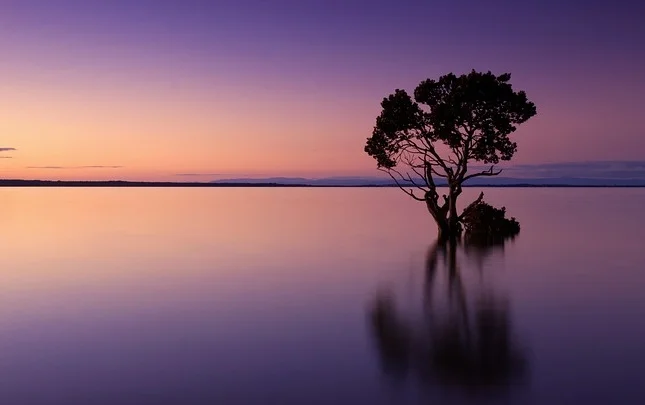 sunset_tree.jpg
