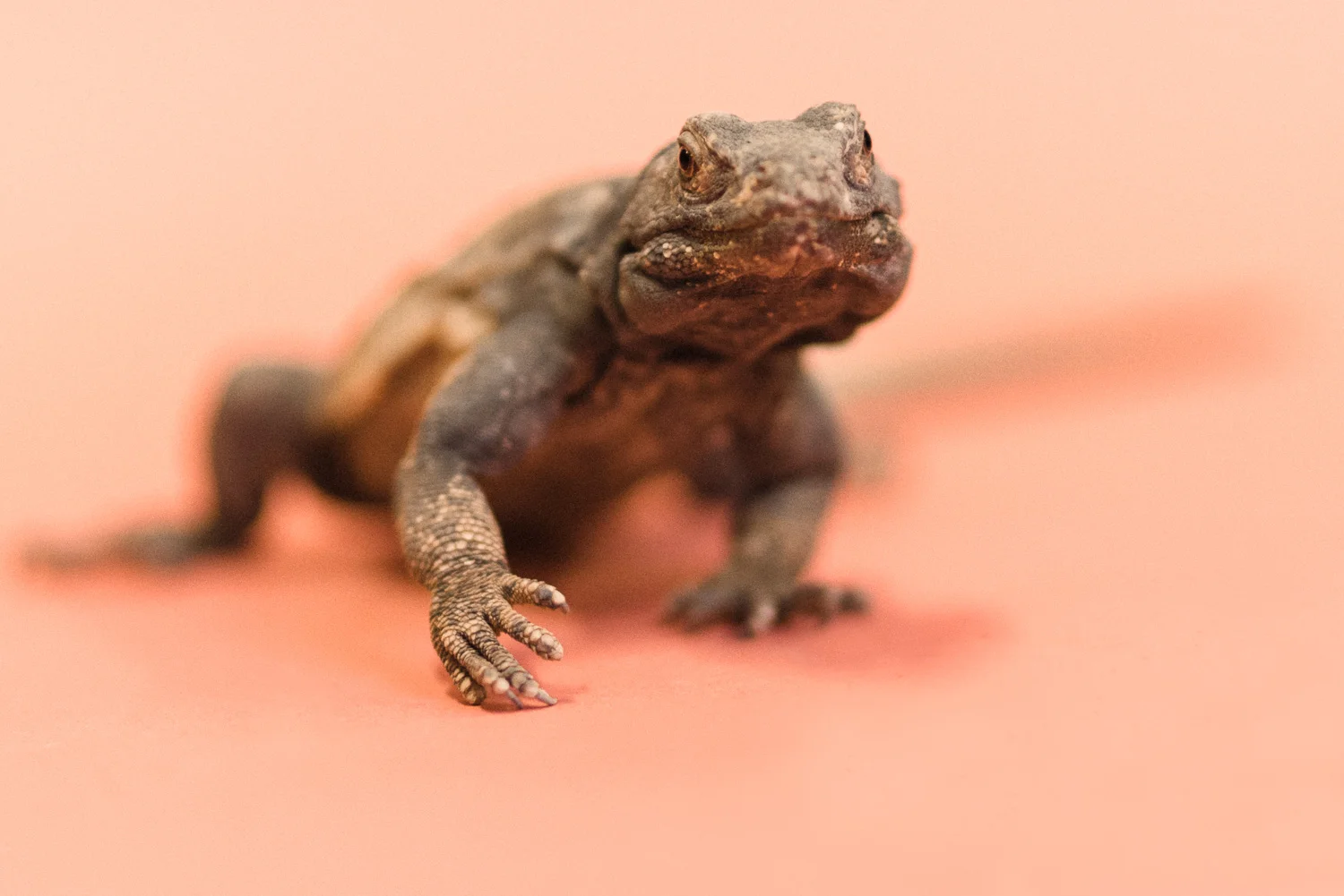 030517 Social Tees Reptiles-37.jpg
