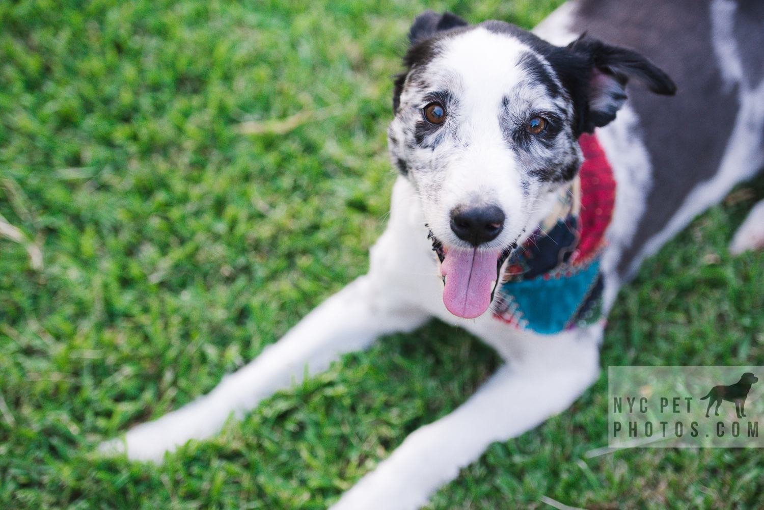 Harley lounging in the grass