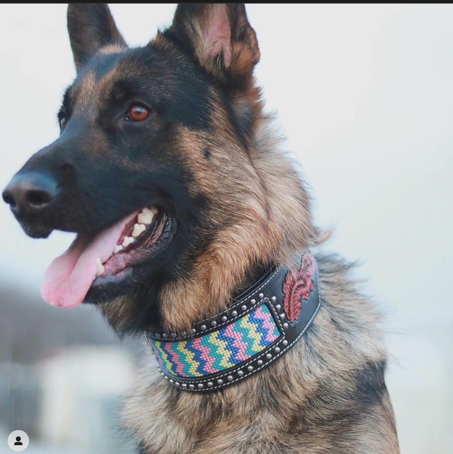 Your Name: Jose Montalvo Email Address: mylifewithdunkin@gmail.com Animal's Name: Dunkin Type/breed of animal: Dog/ German Shepherd Dog Age of animal?: 1.5 years old Is there anything else you think we should know?: @therealdunkin