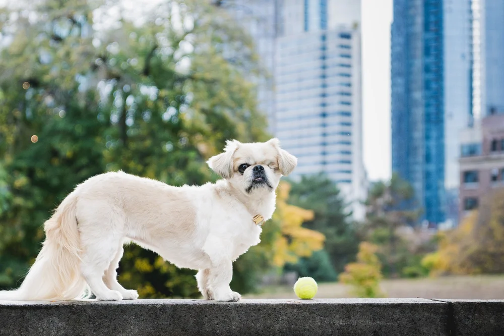 Emma's New York City Adventures