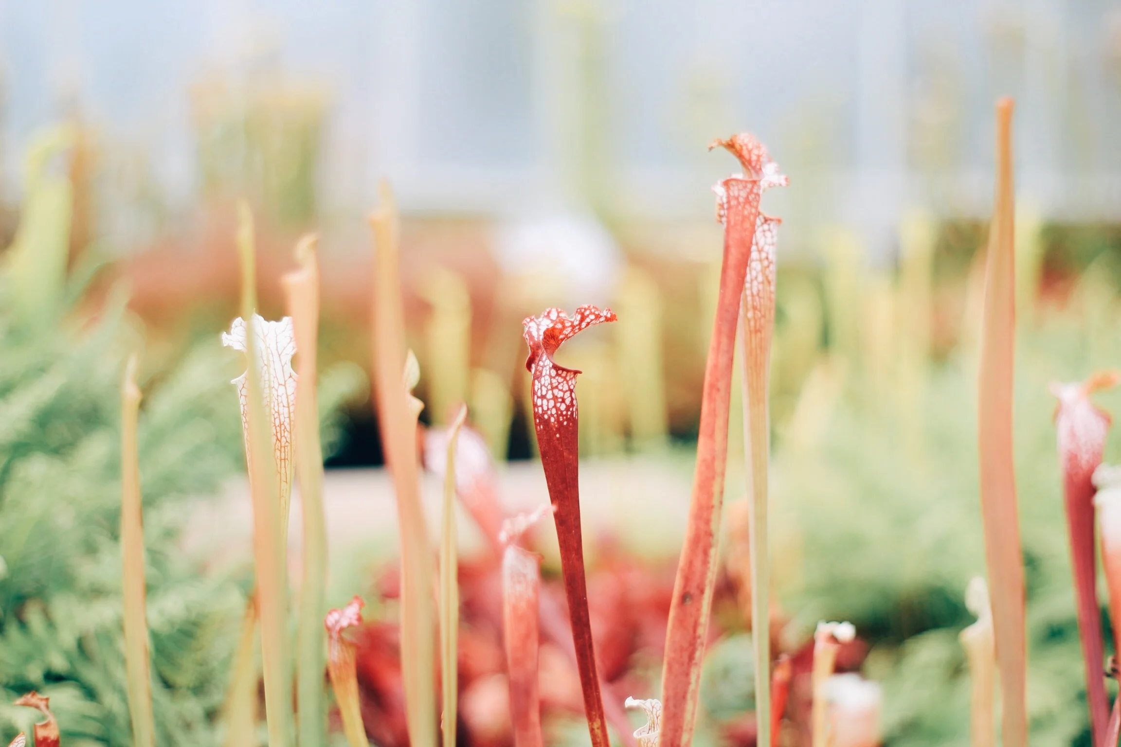 Glasgow Botanical Gardens 