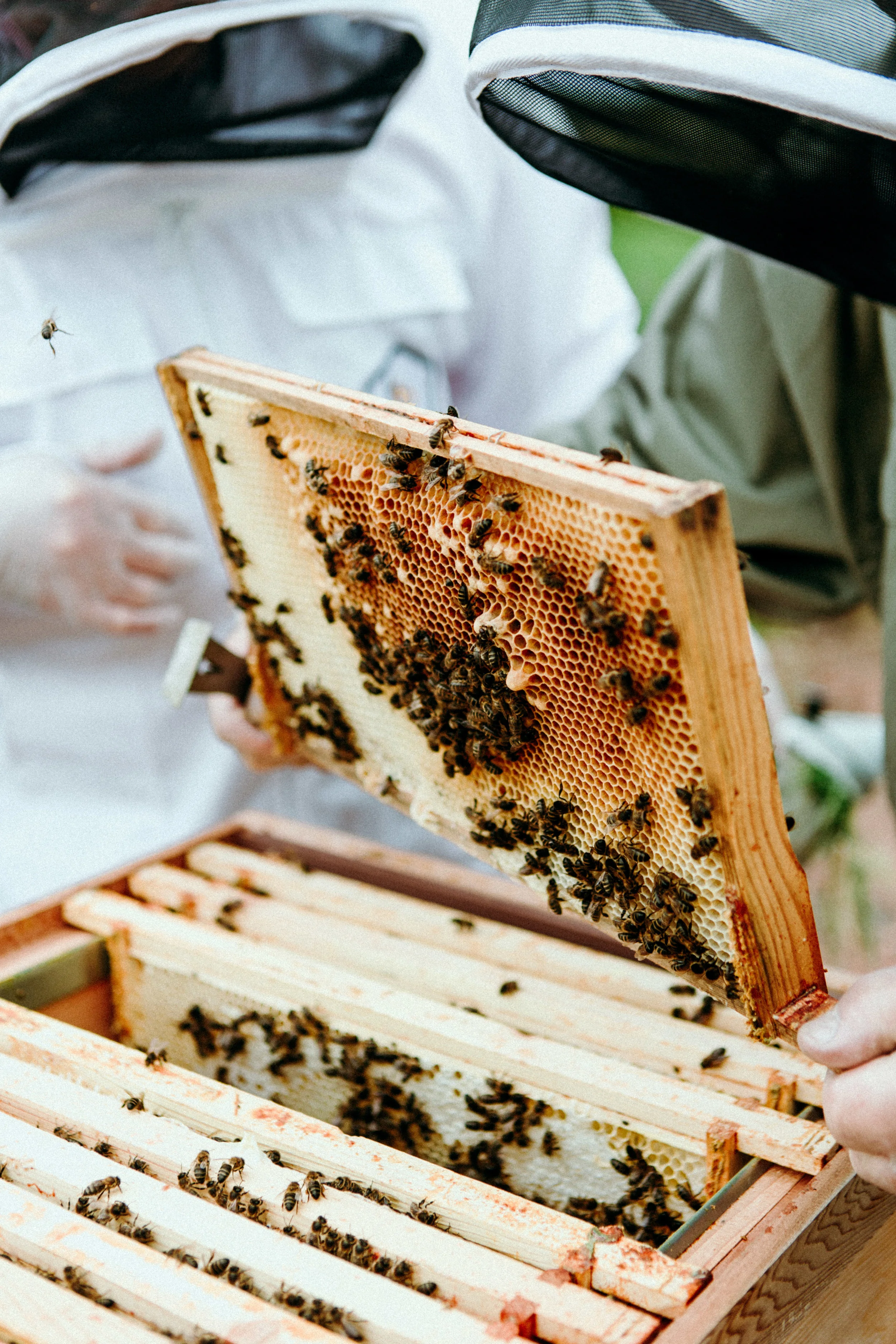 Fairmont St Andrews + The Savoy