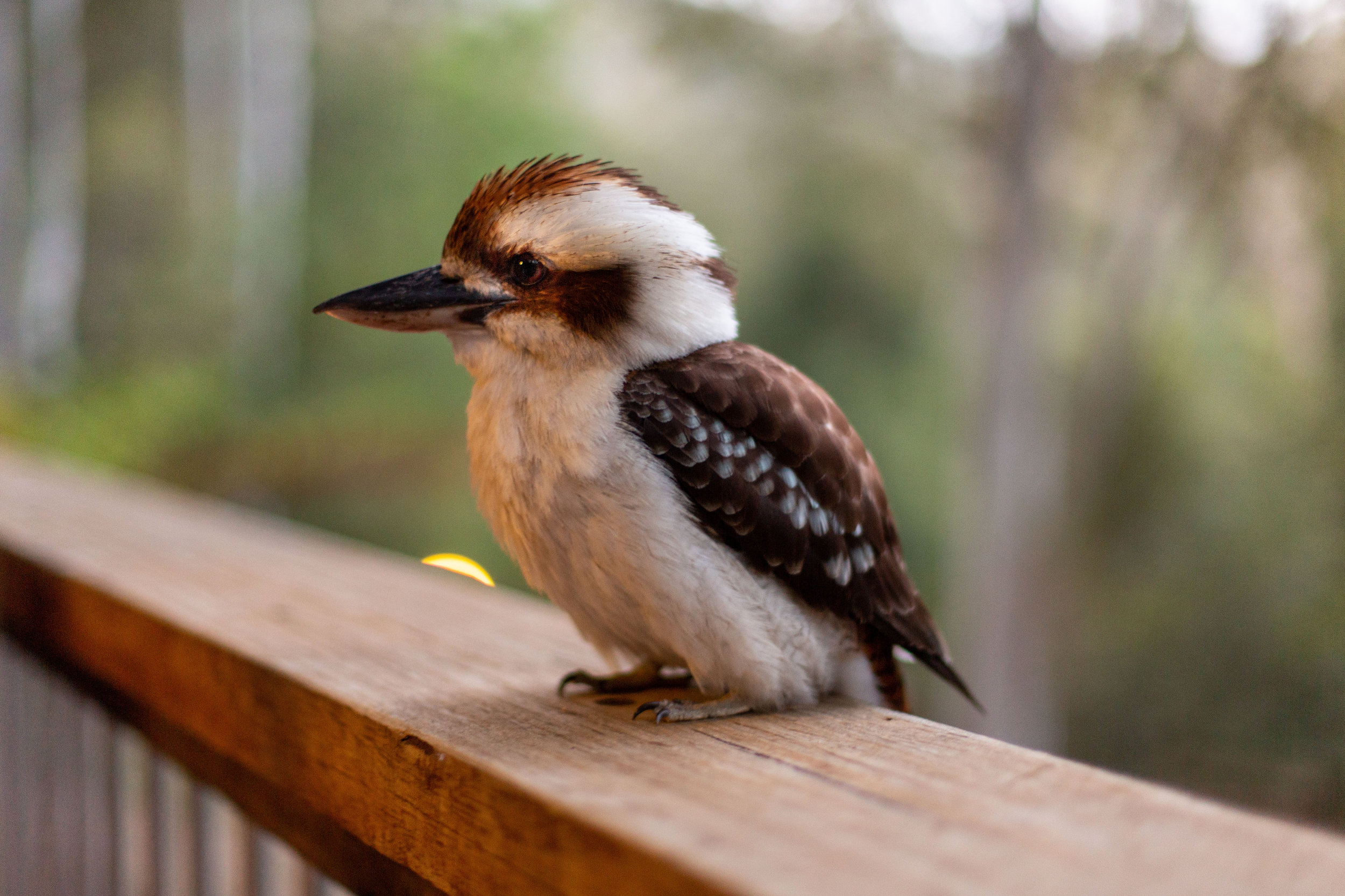 Barrington Tops National Park, Australia