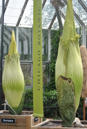 Corpse Flower – At least it didn't smell while we were there!