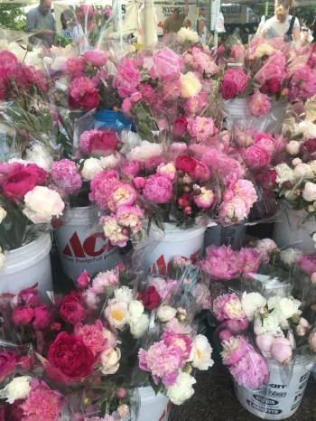 These peonies!!!