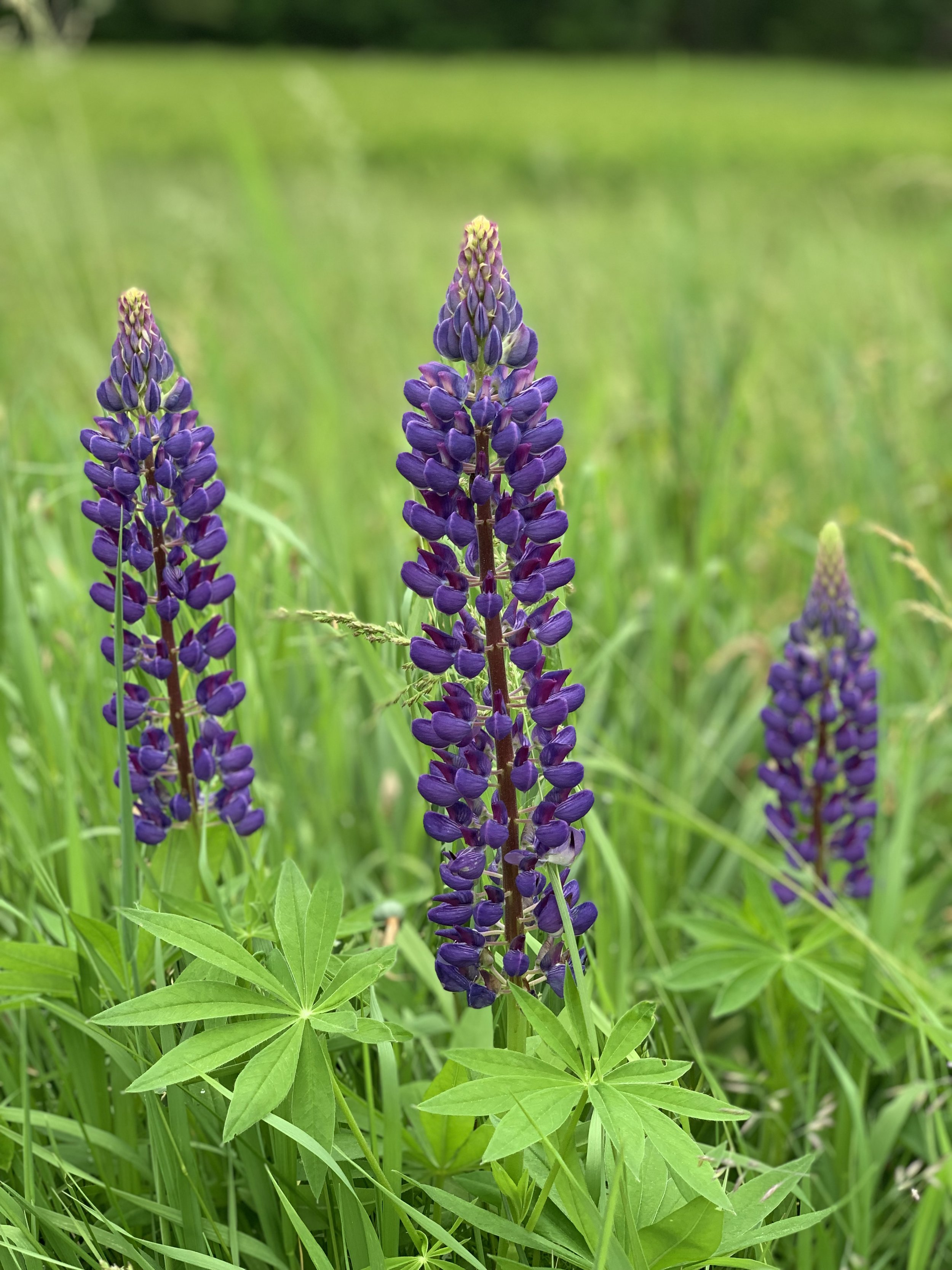 Scars are Not Always Visible