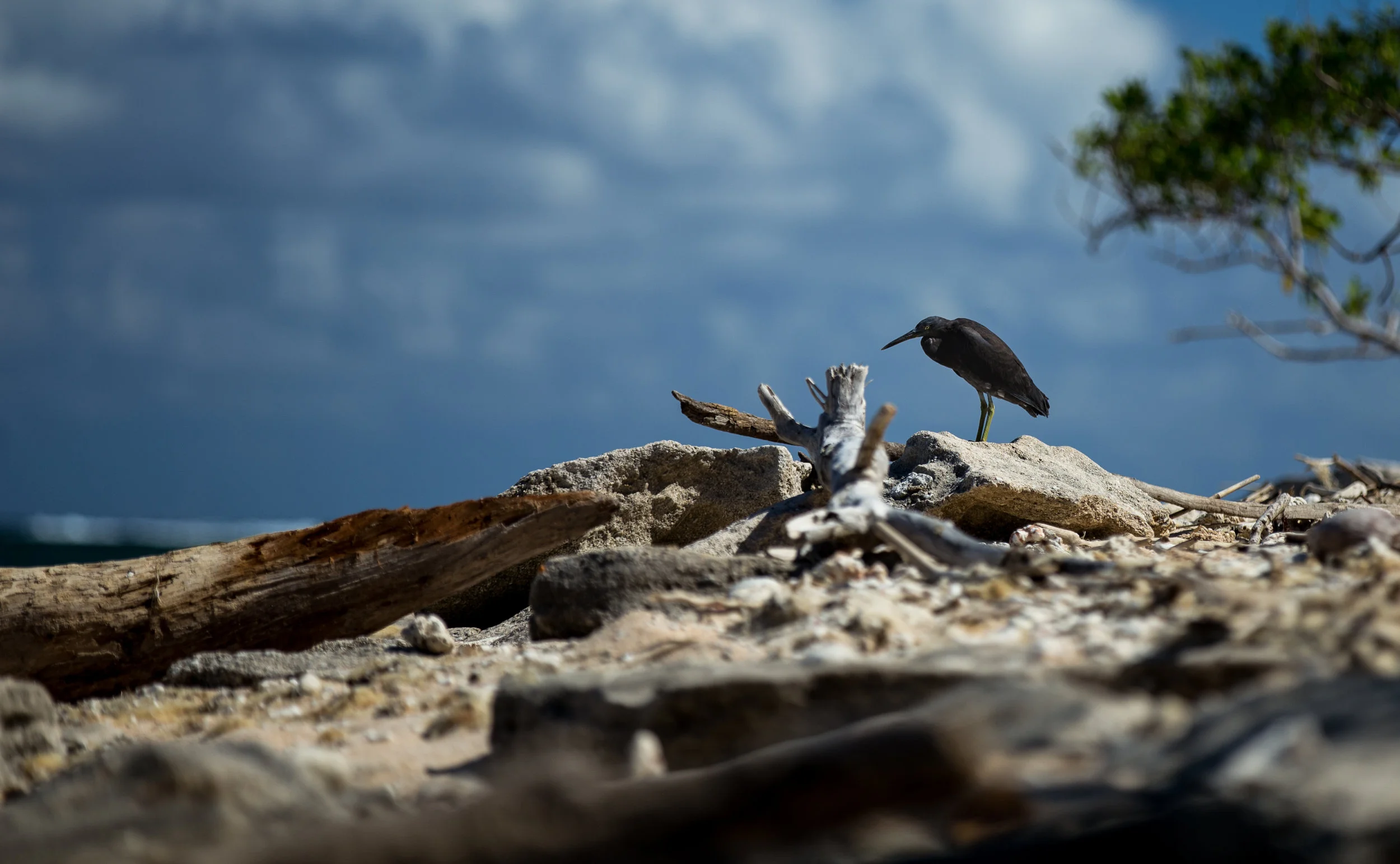 seabird.jpg