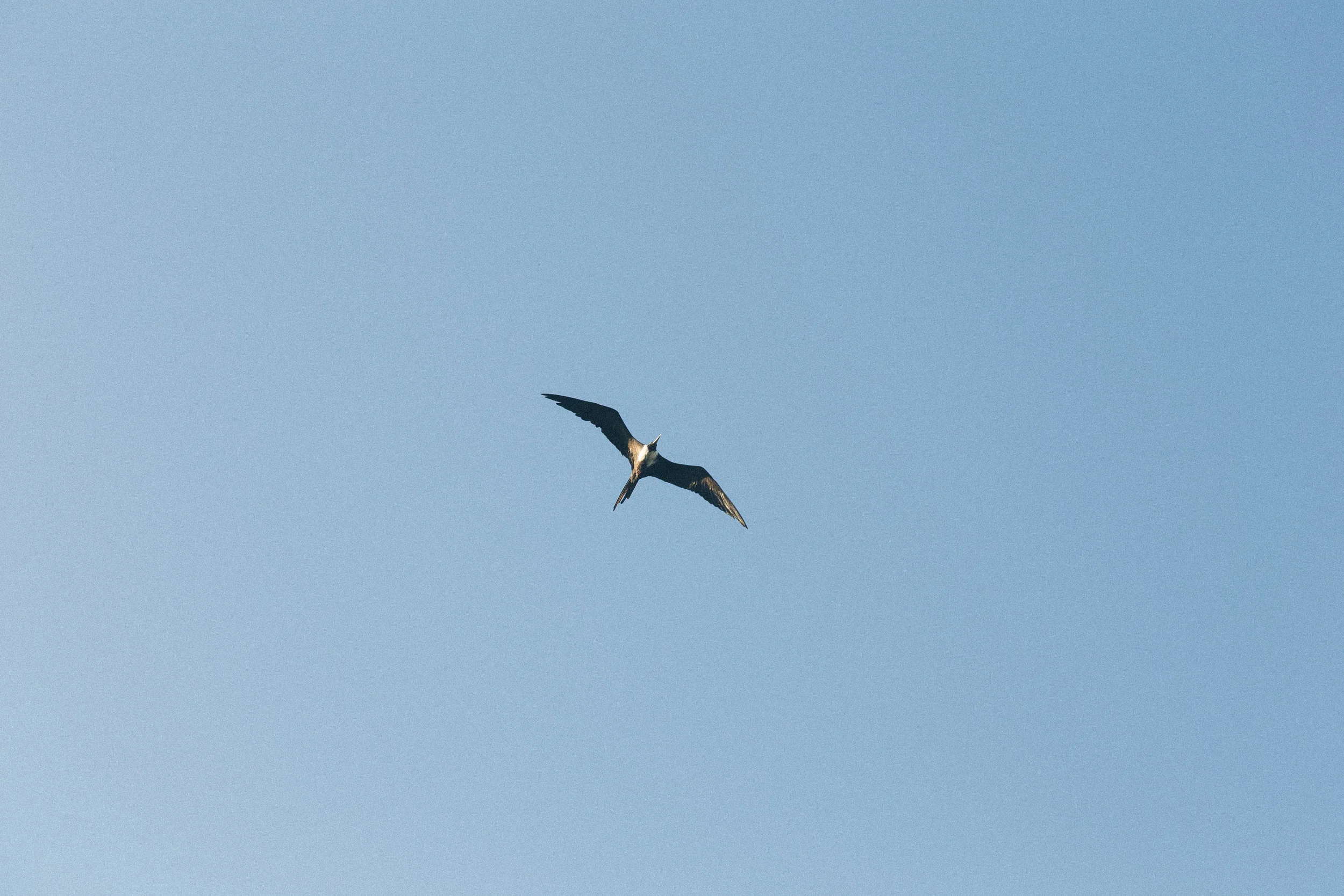 sea bird.jpg