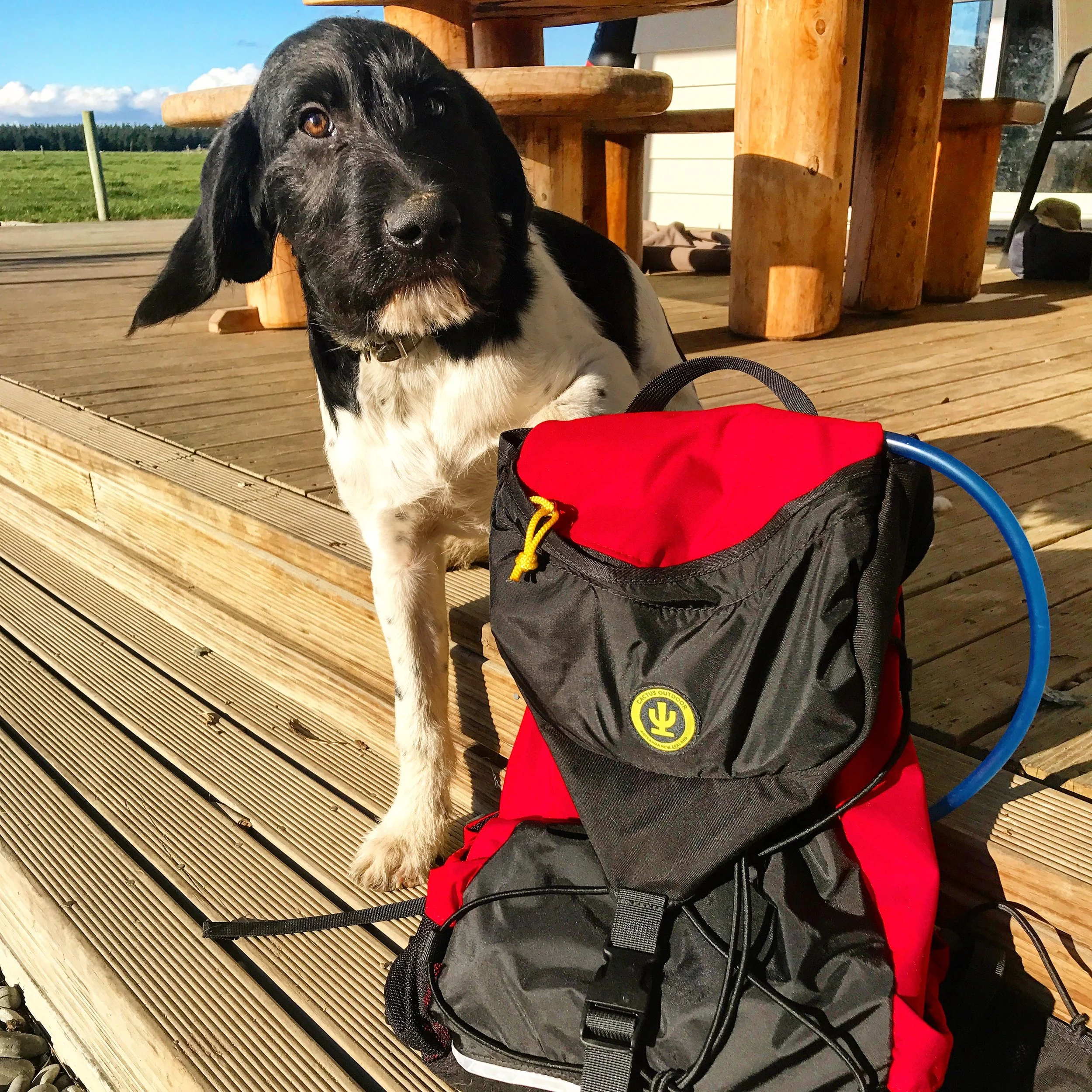 Cactus Outdoor- Henry backpack 🎒 