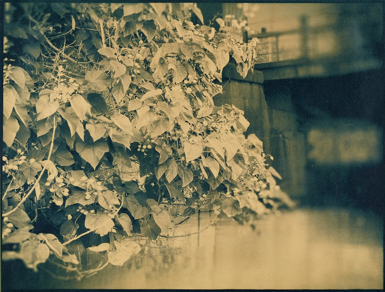 empress tree of paradise (pawlonia), tannin tinted cyanotype