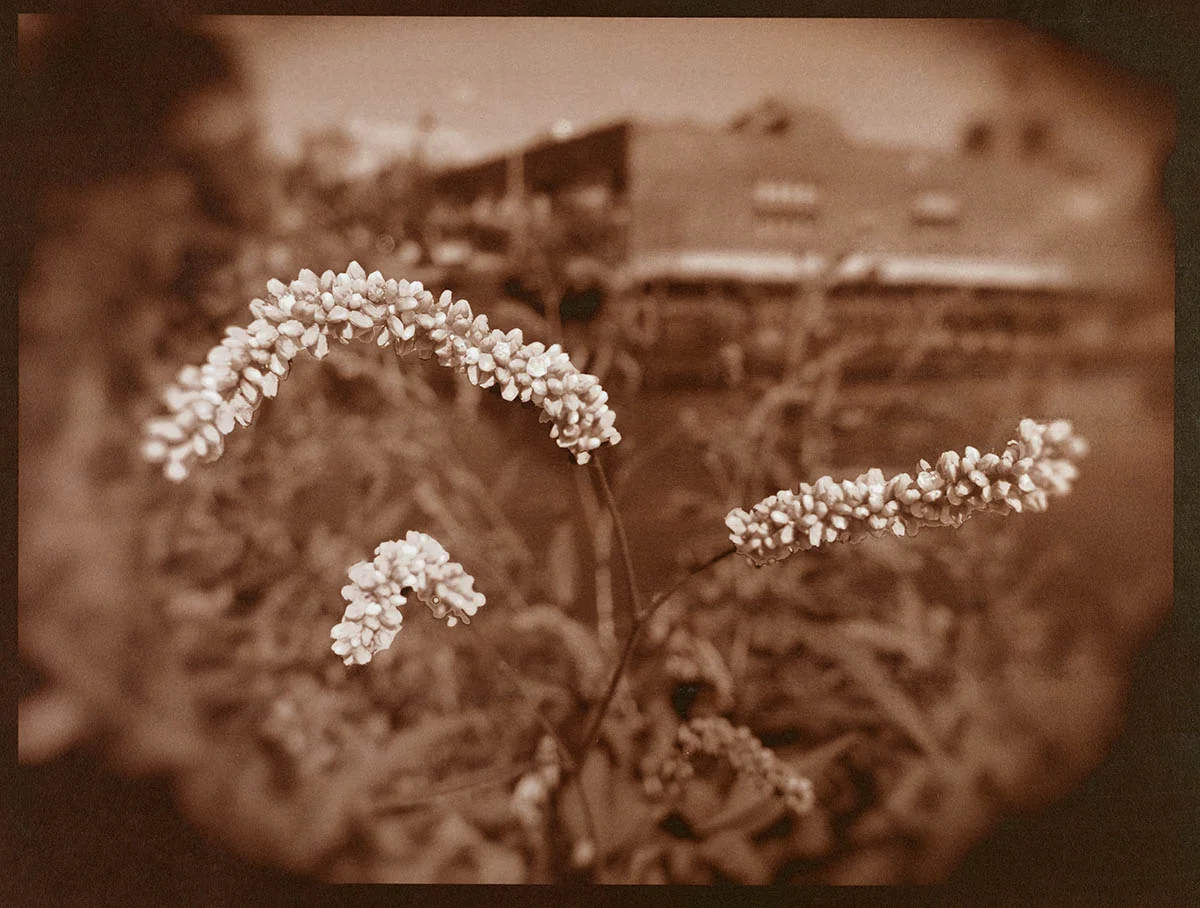 smart weed, large saltprint