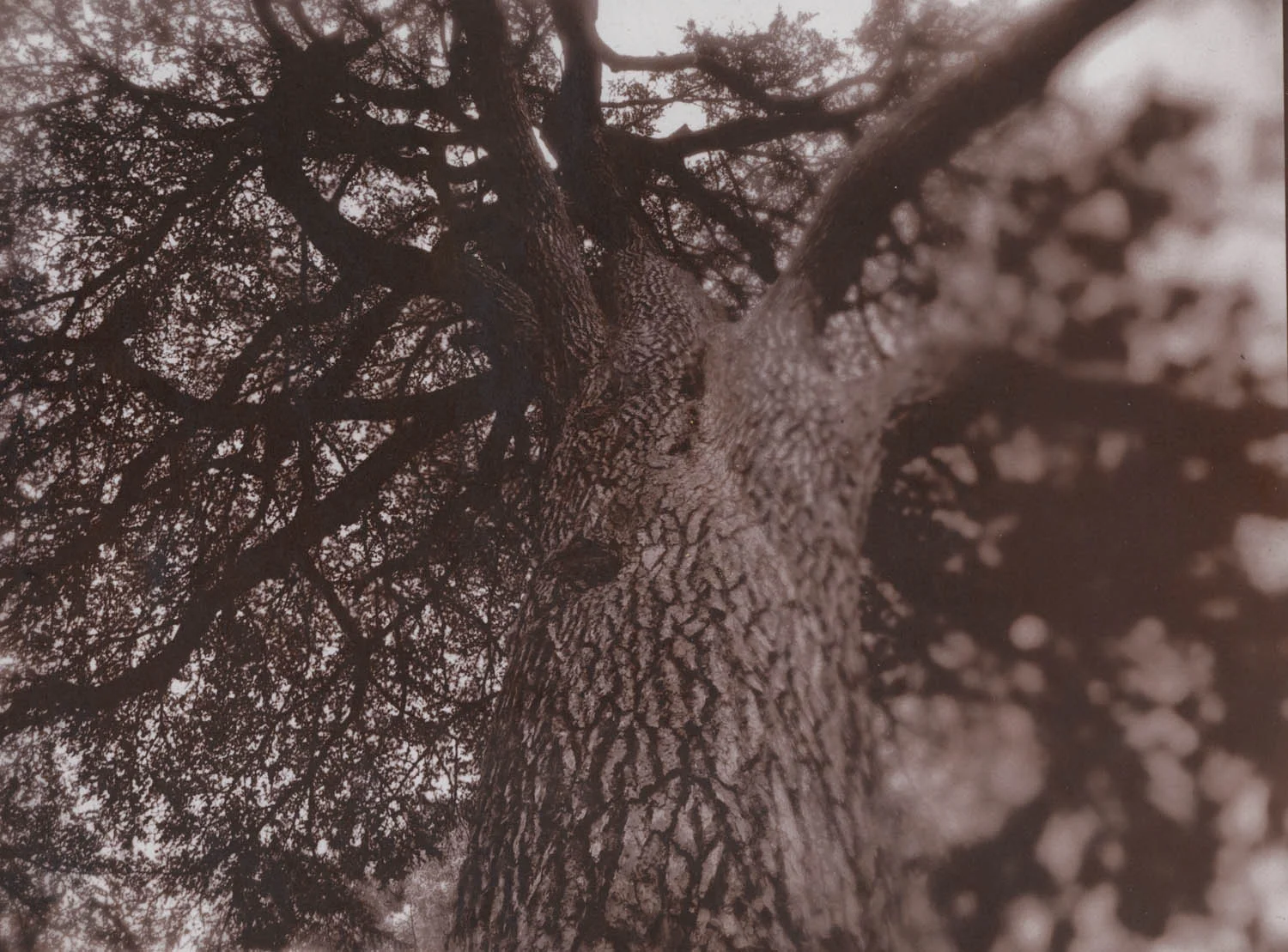 old French tree, Paris