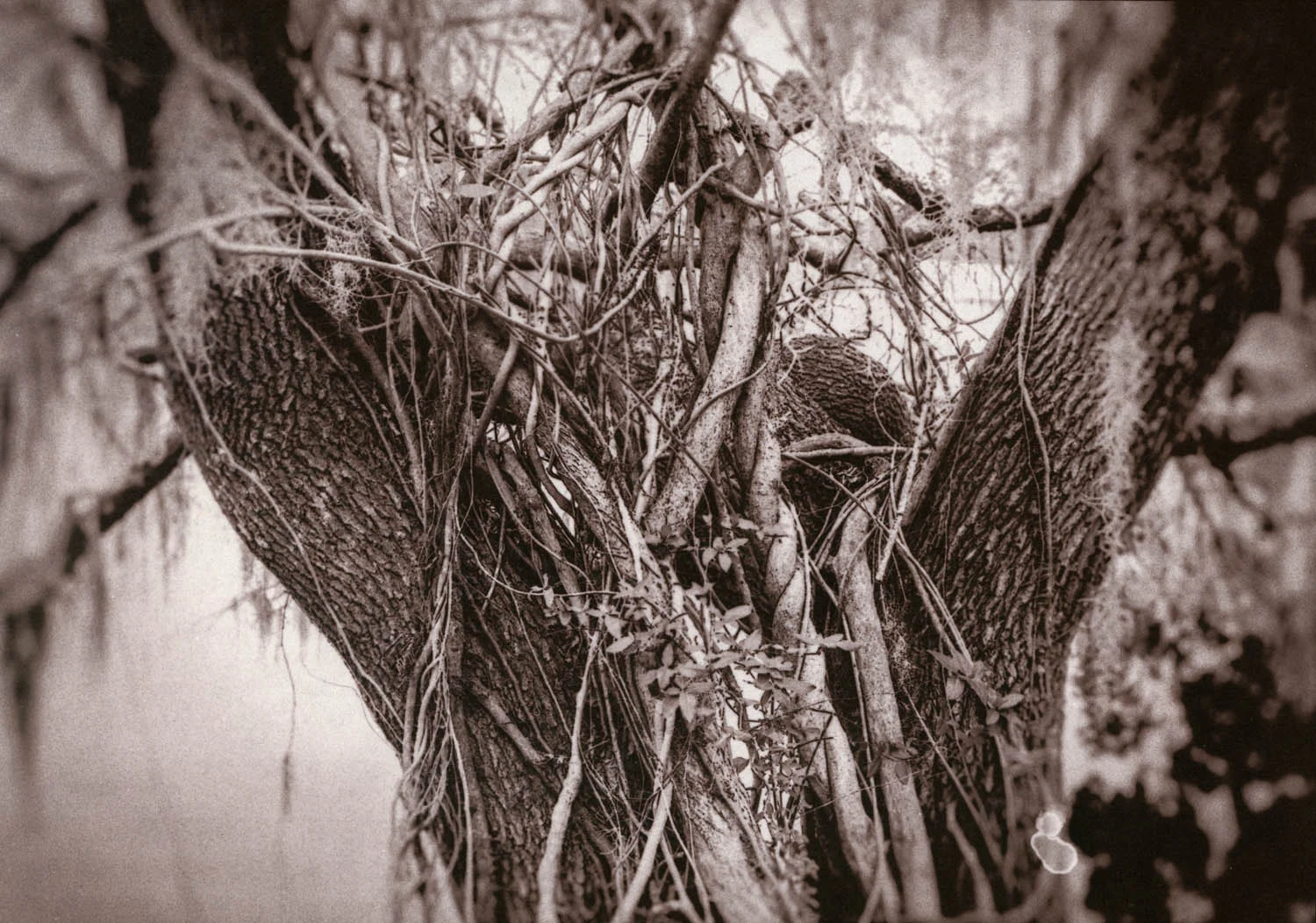 ties that bind, Magnolia Plantation, SC