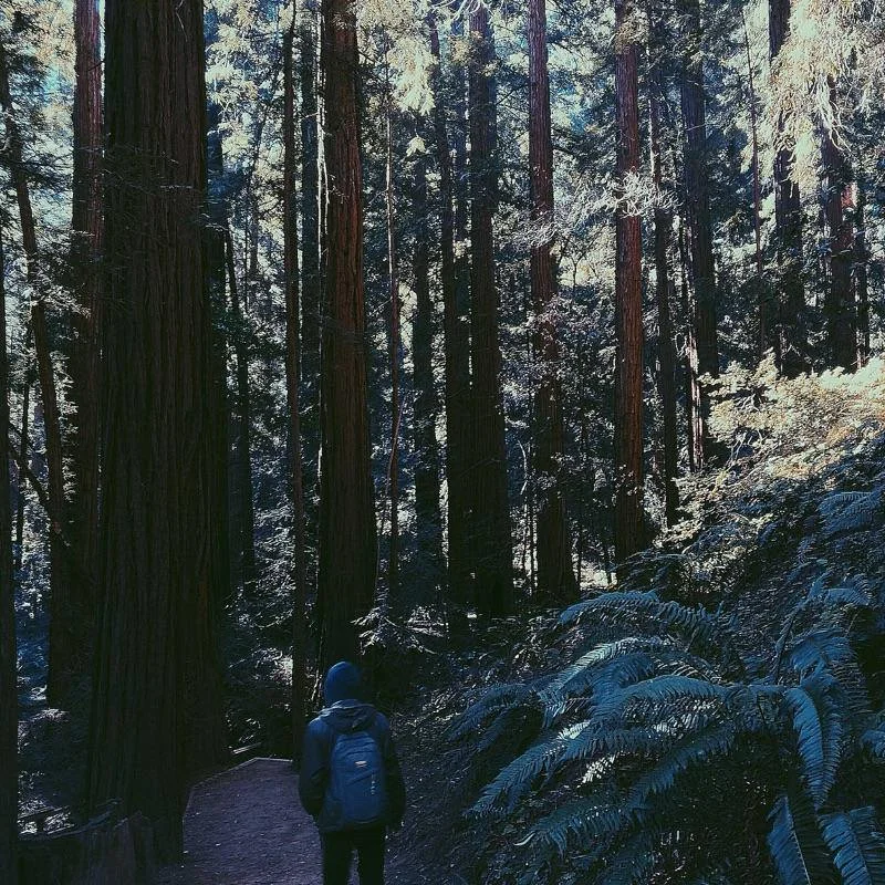 Muir Woods - San Francisco - California