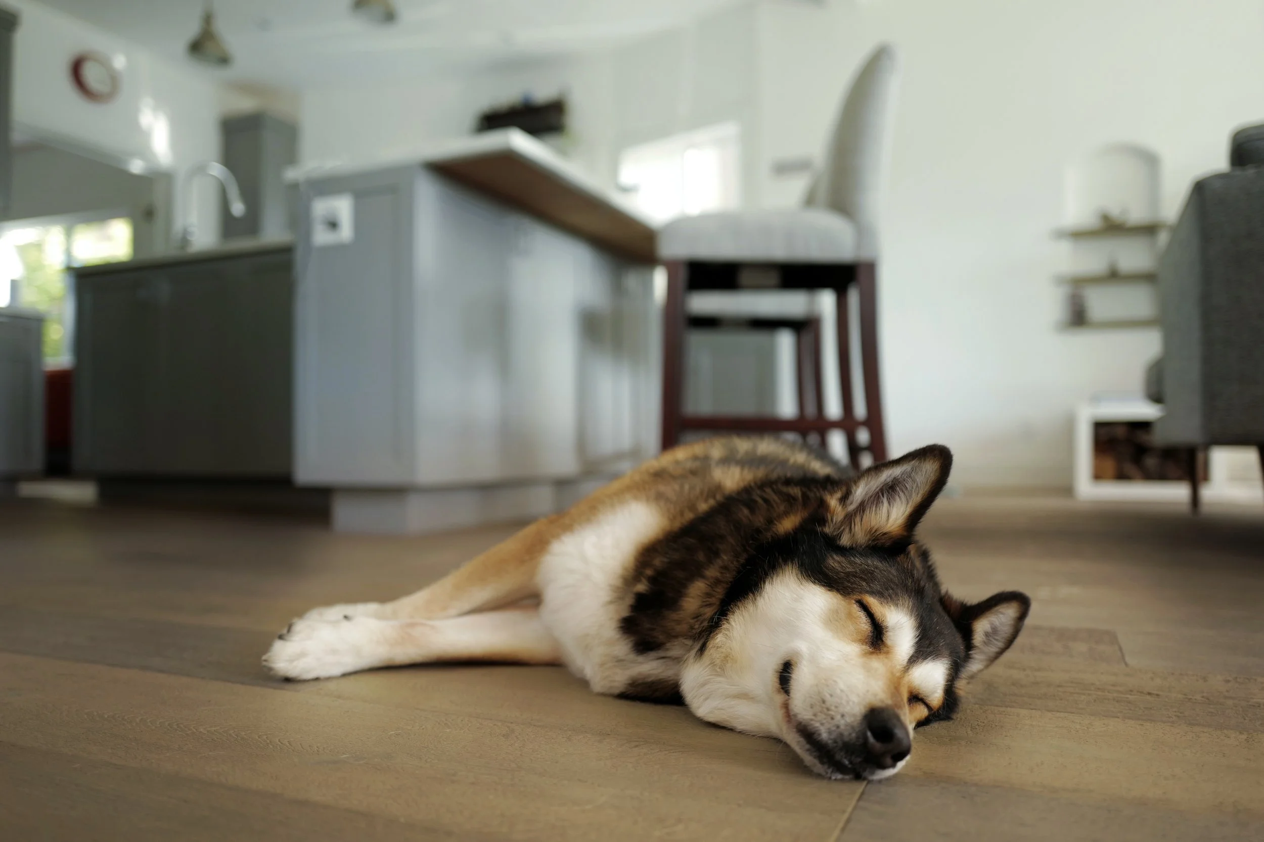 #TheMochiDog