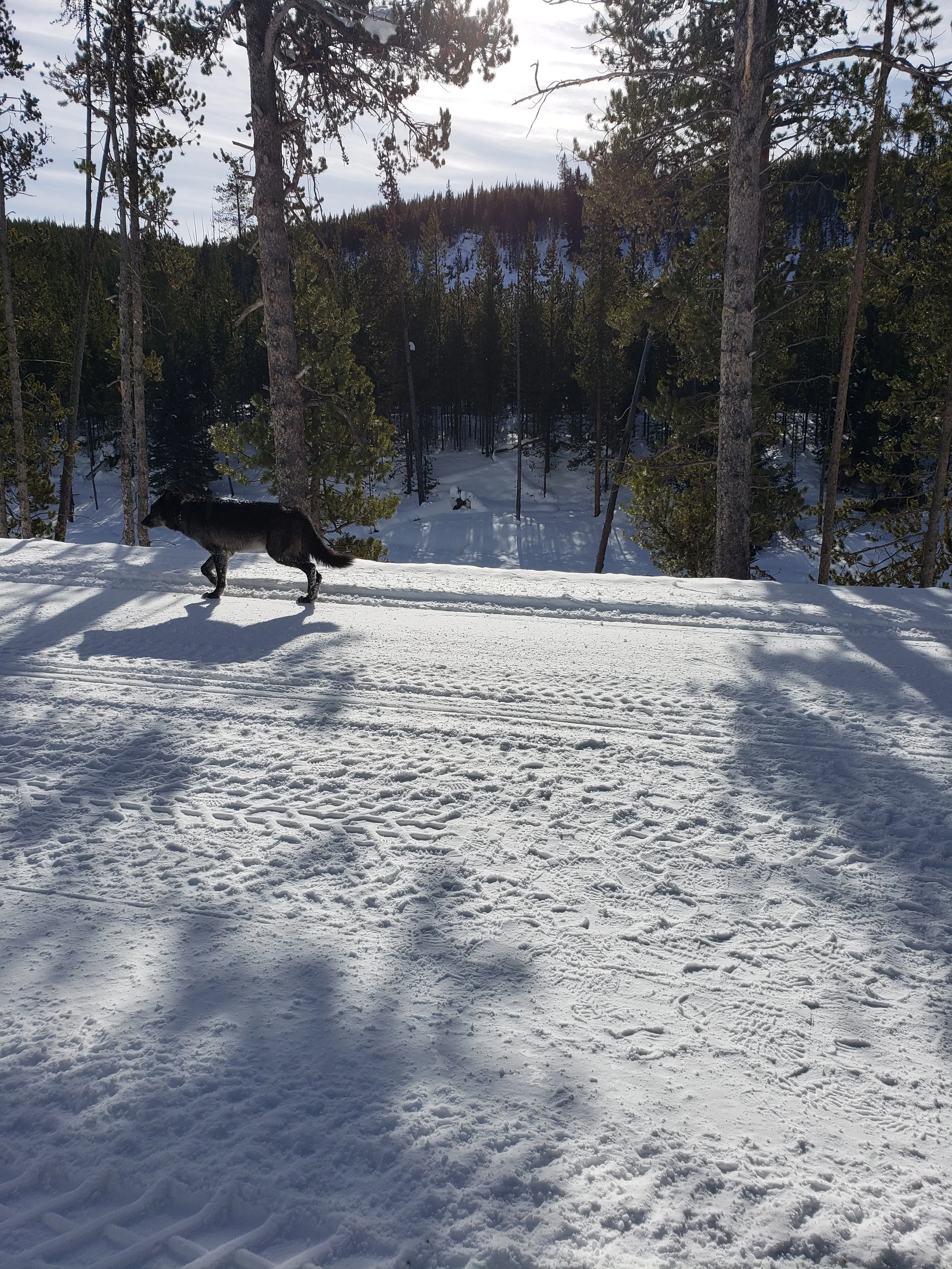 A black wolf in Yellowstone National Park passes us