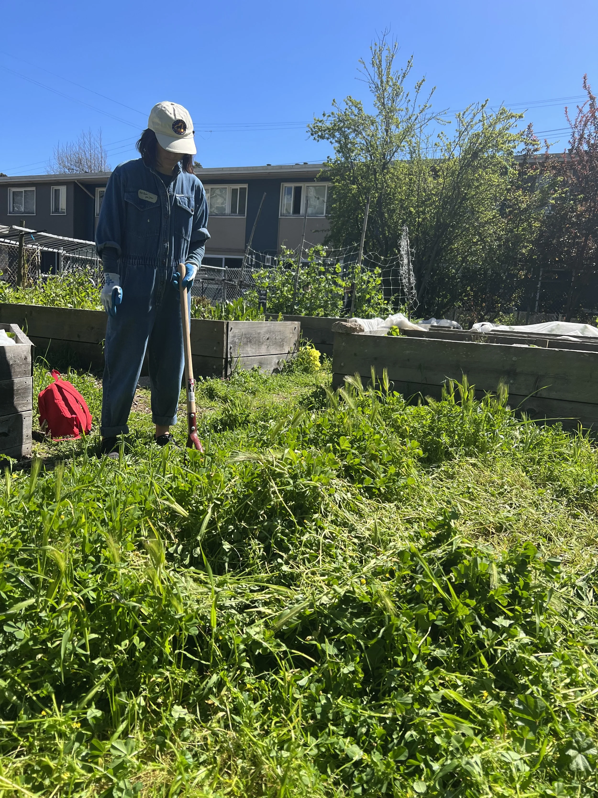Urban Farming: Volunteering at Alemany Farms