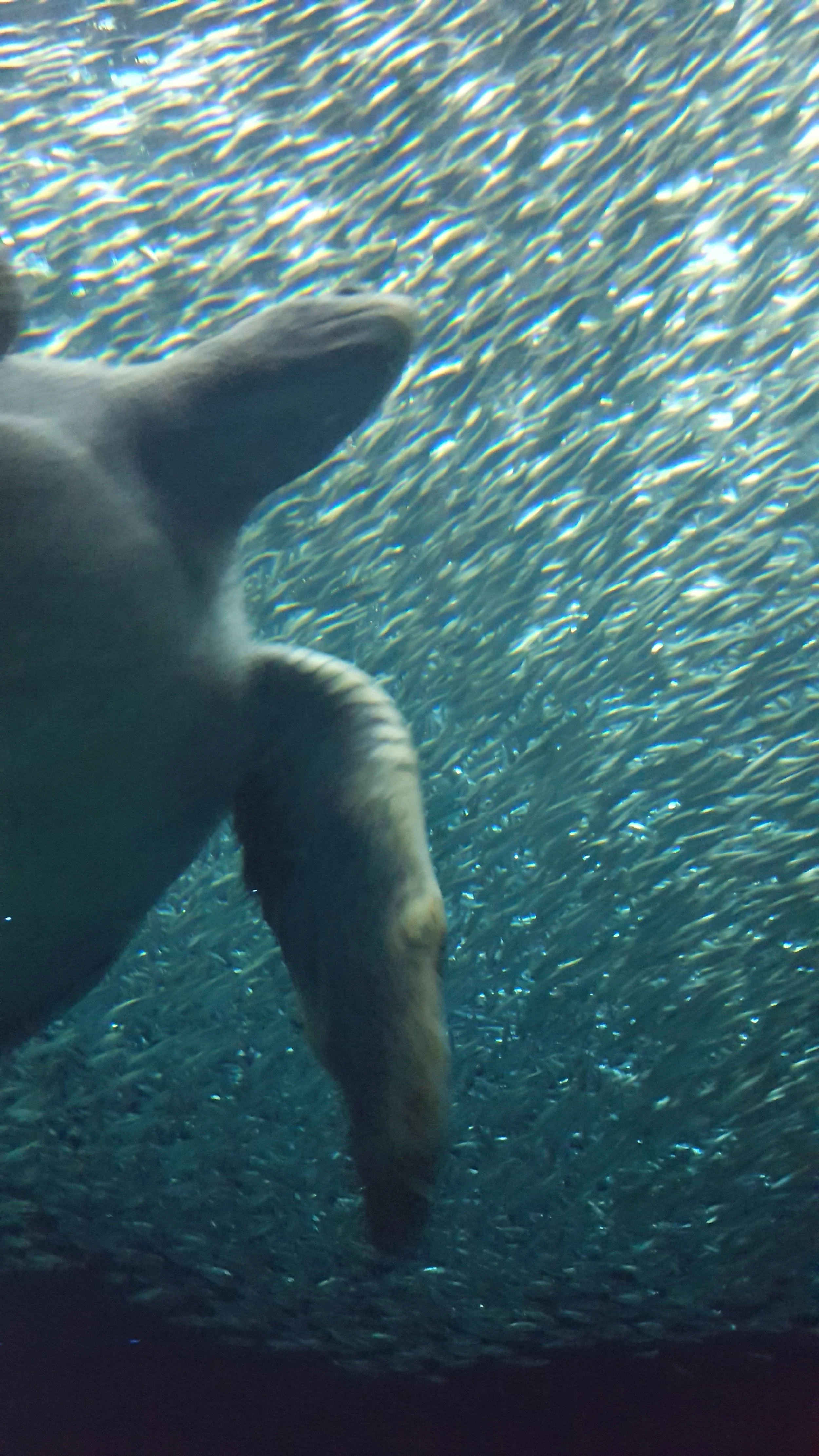 The Fascinating Reason Sea Turtles Cry