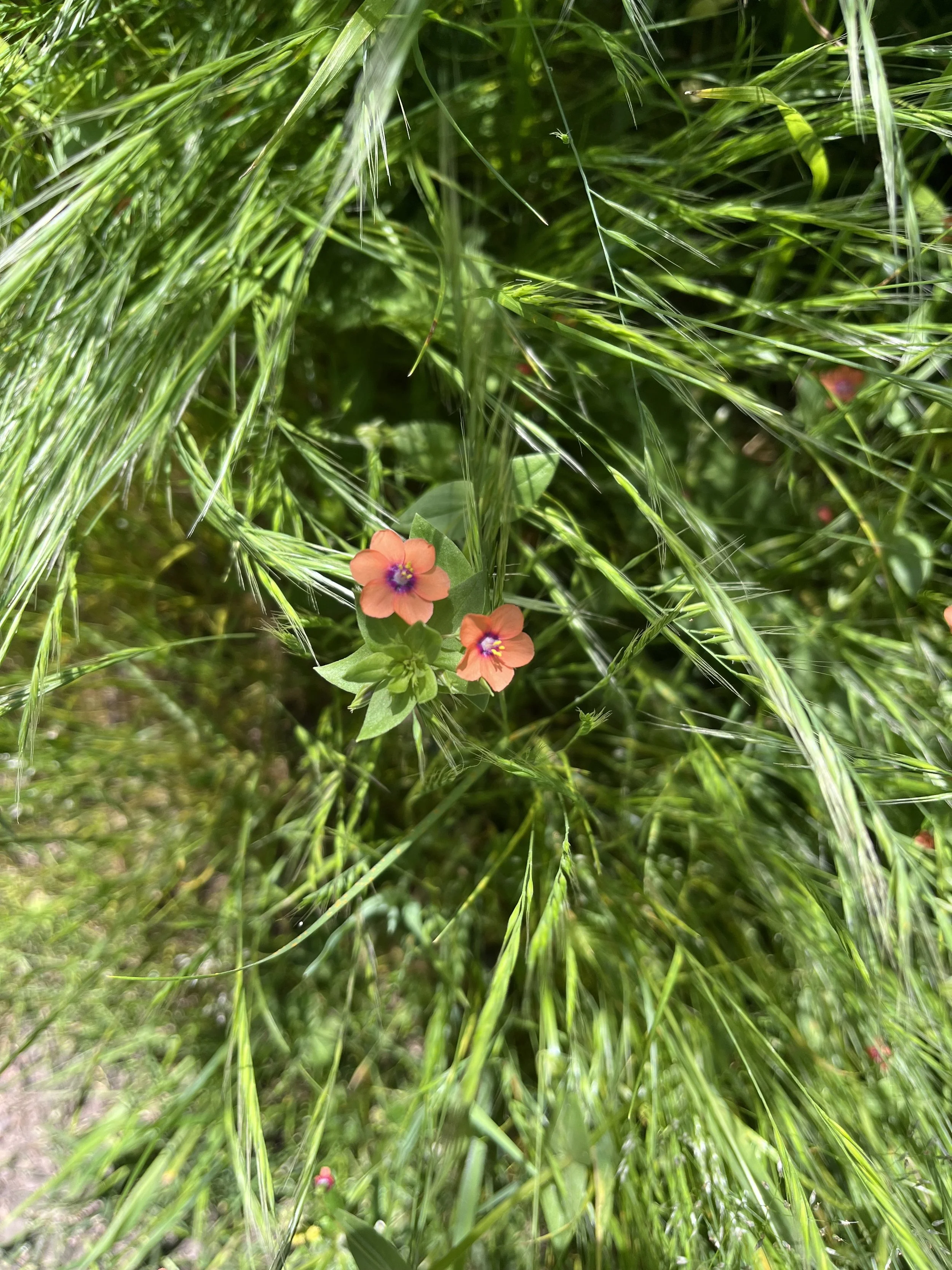 IMG_4760.jpeg