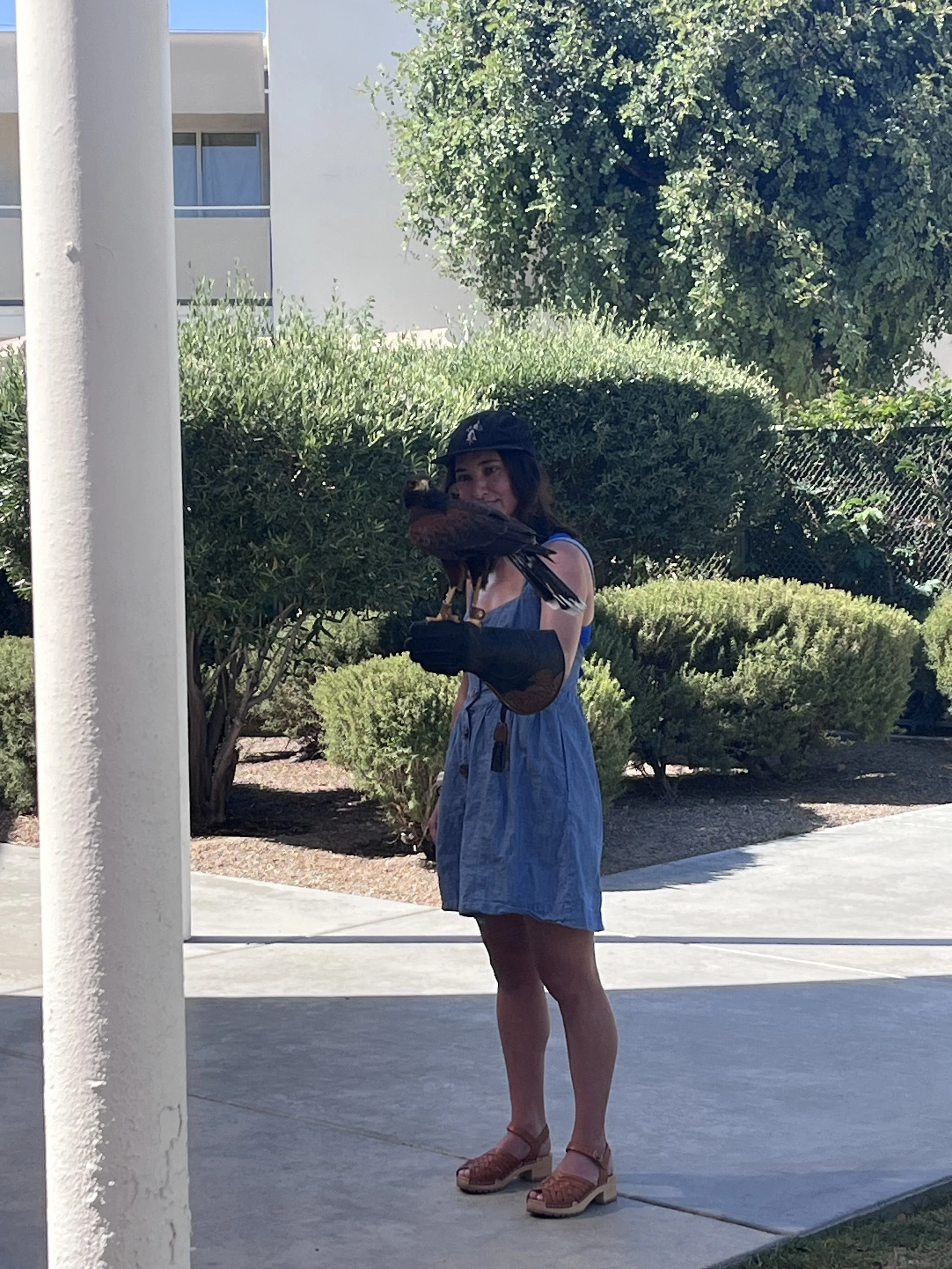 Birds of Prey Falconry Experience in Palm Springs