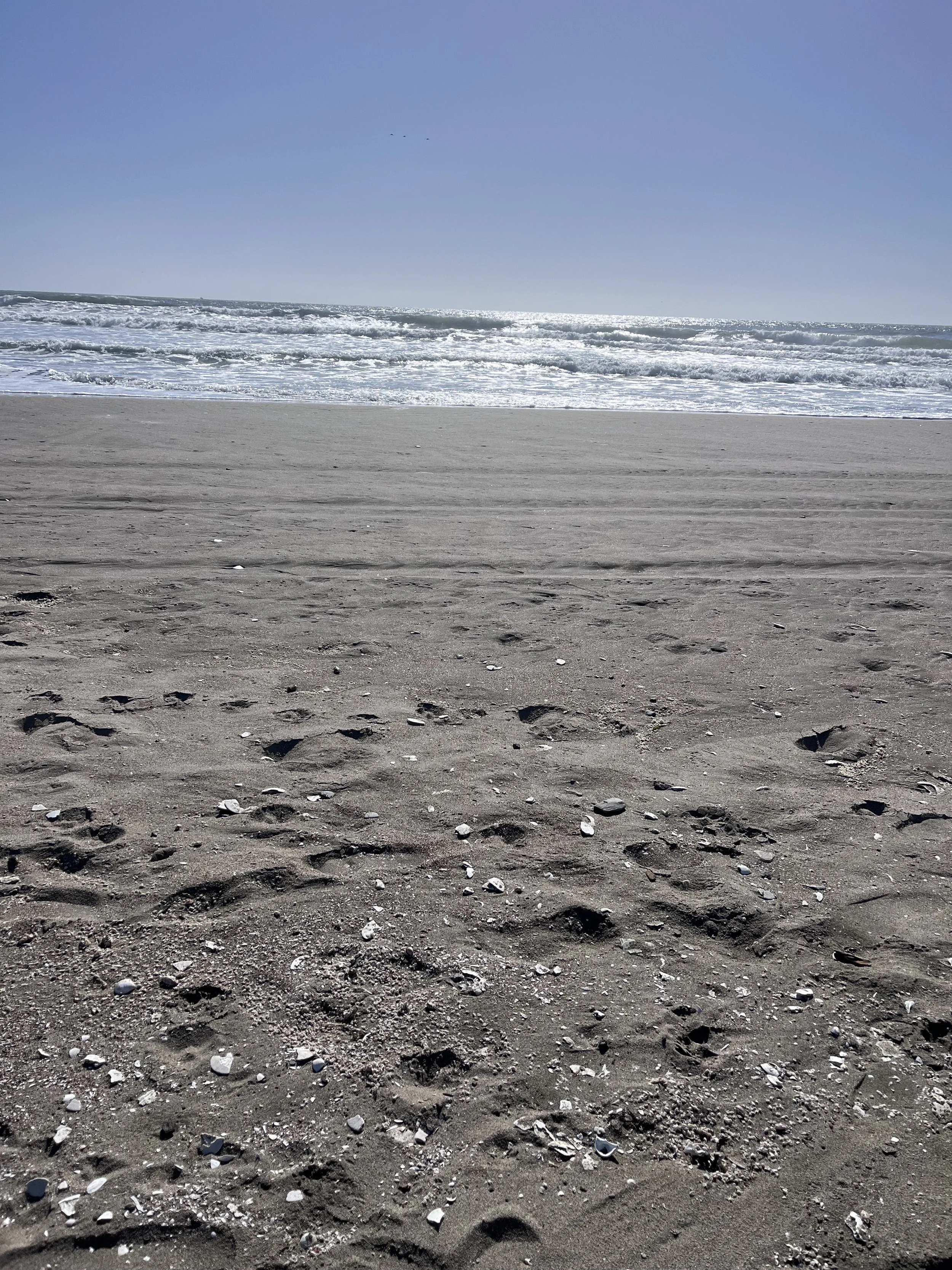 Surfrider San Francisco’s Restore Sloat Project: How to Get Involved